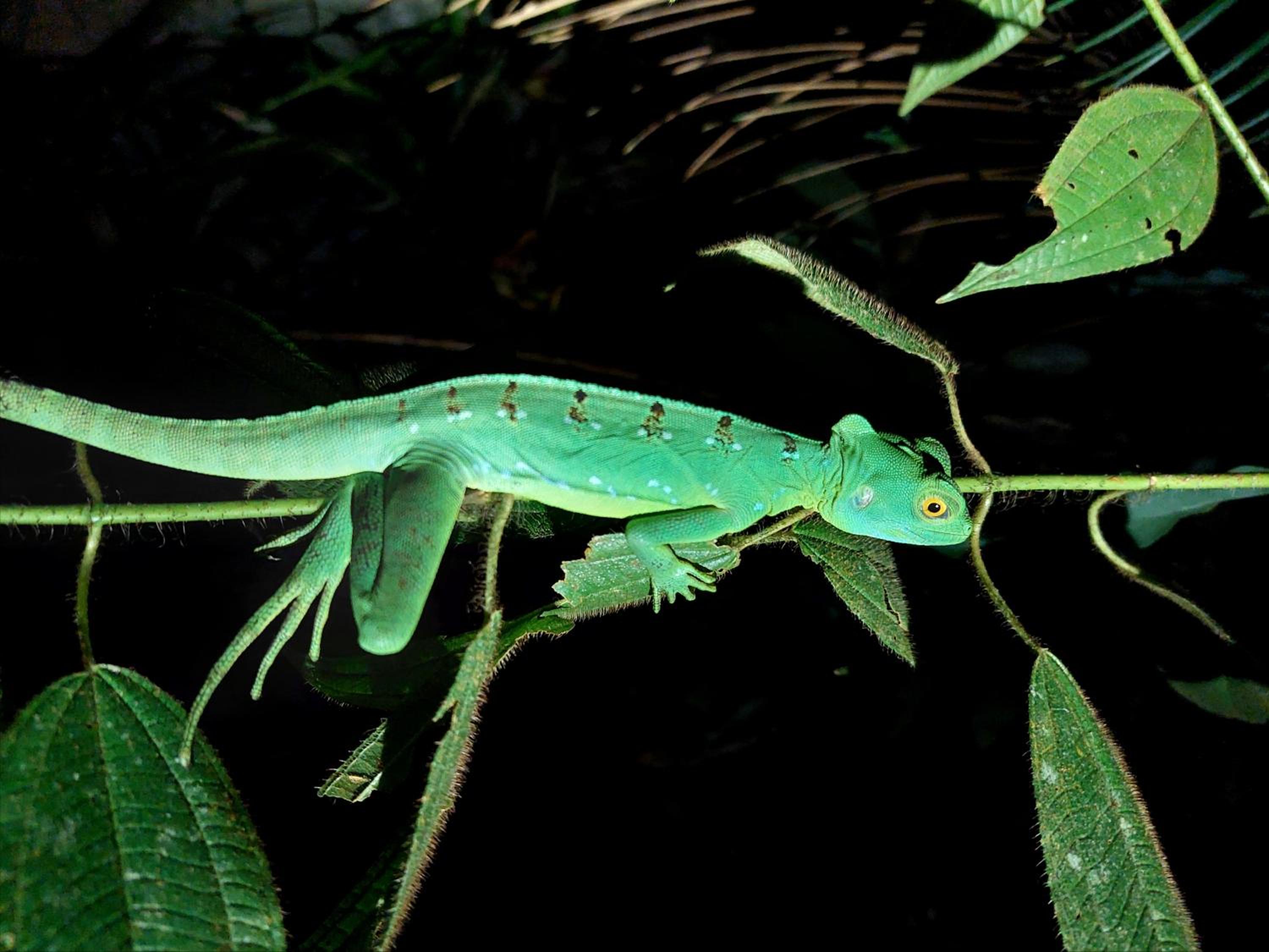 HOPE GARDEN, SARAPIQUÍ, We connect you with the Sarapiquí tropical forest