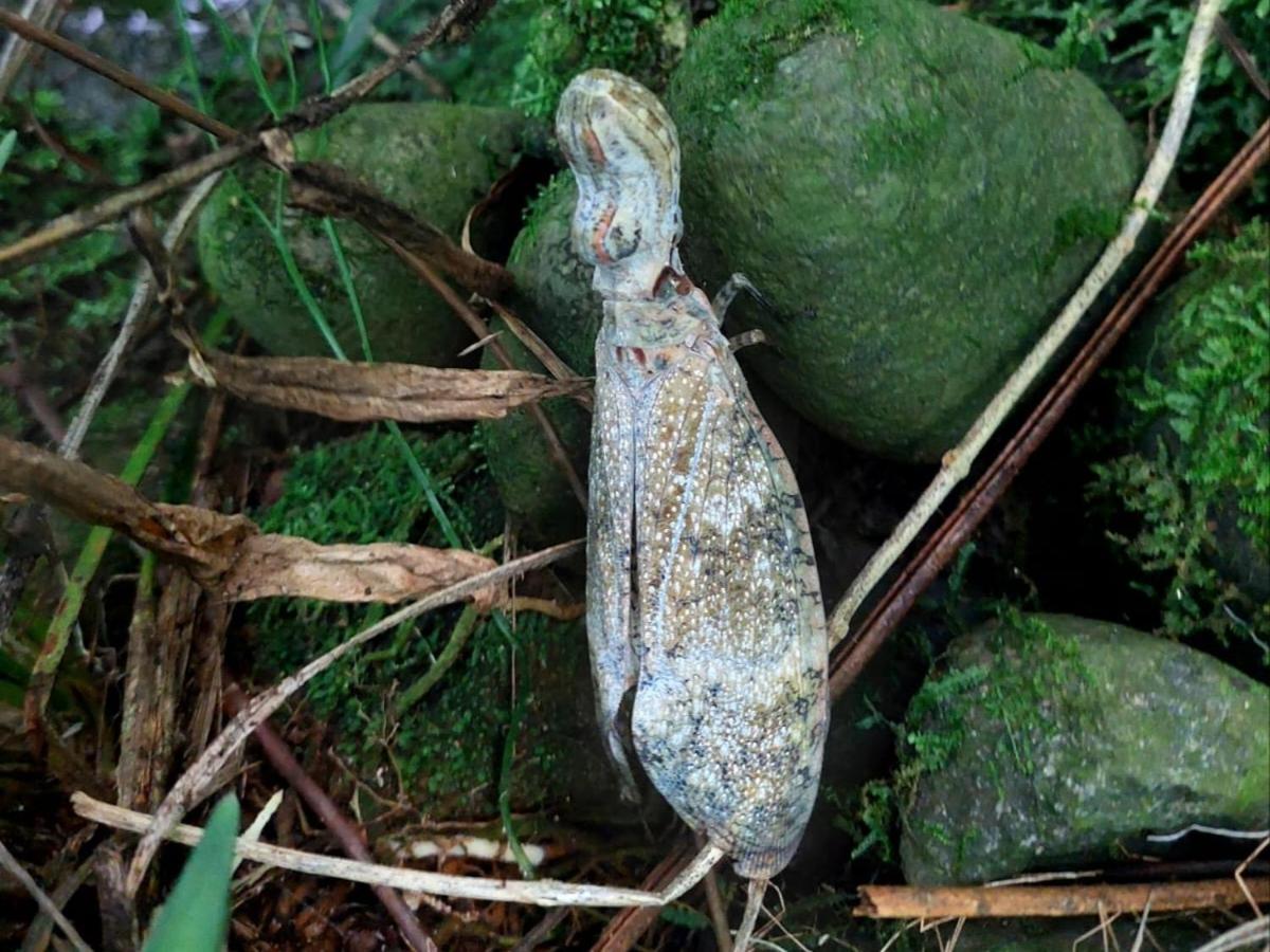 HOPE GARDEN, SARAPIQUÍ, We connect you with the Sarapiquí tropical forest