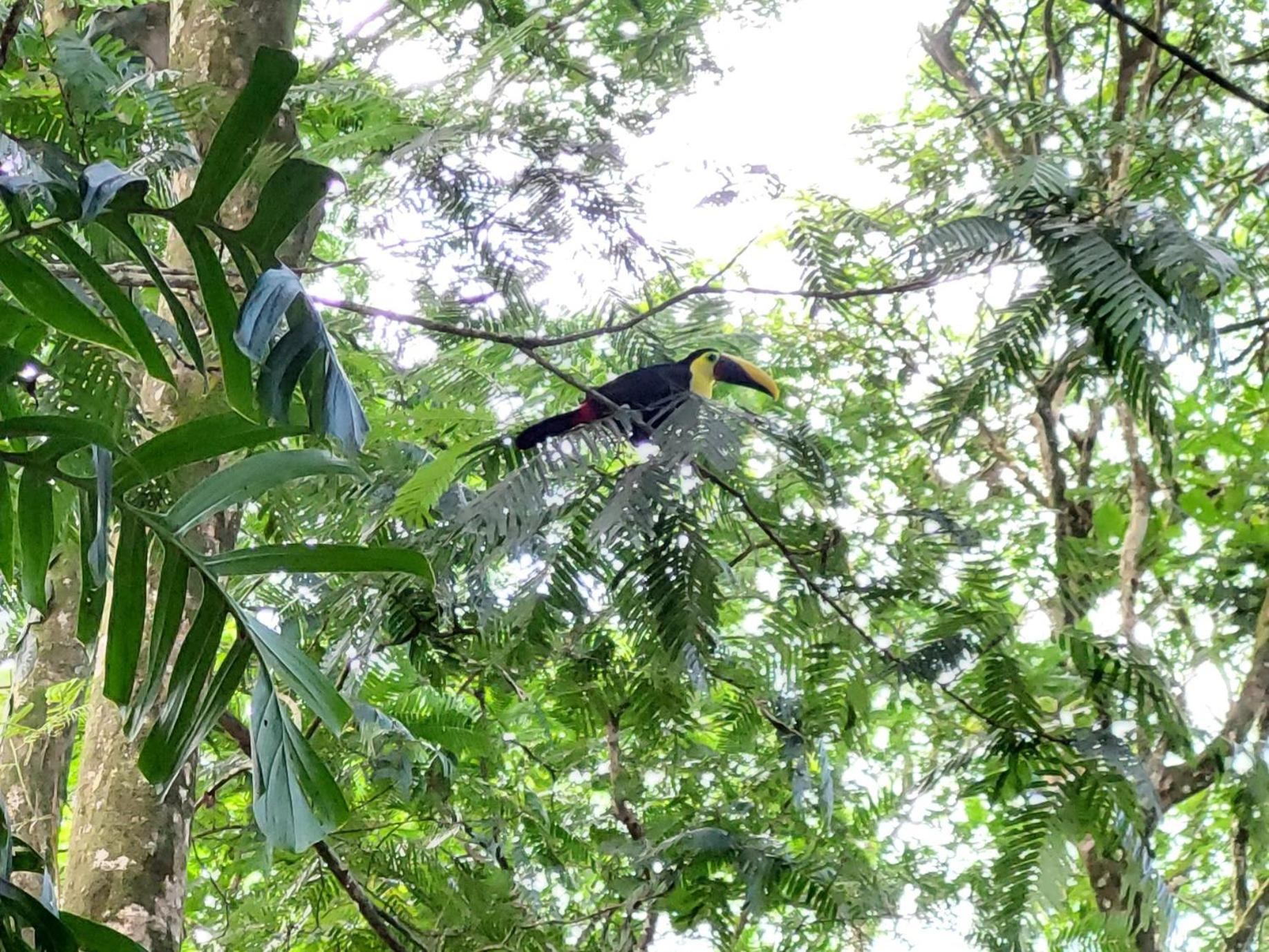 HOPE GARDEN, SARAPIQUÍ, We connect you with the Sarapiquí tropical forest