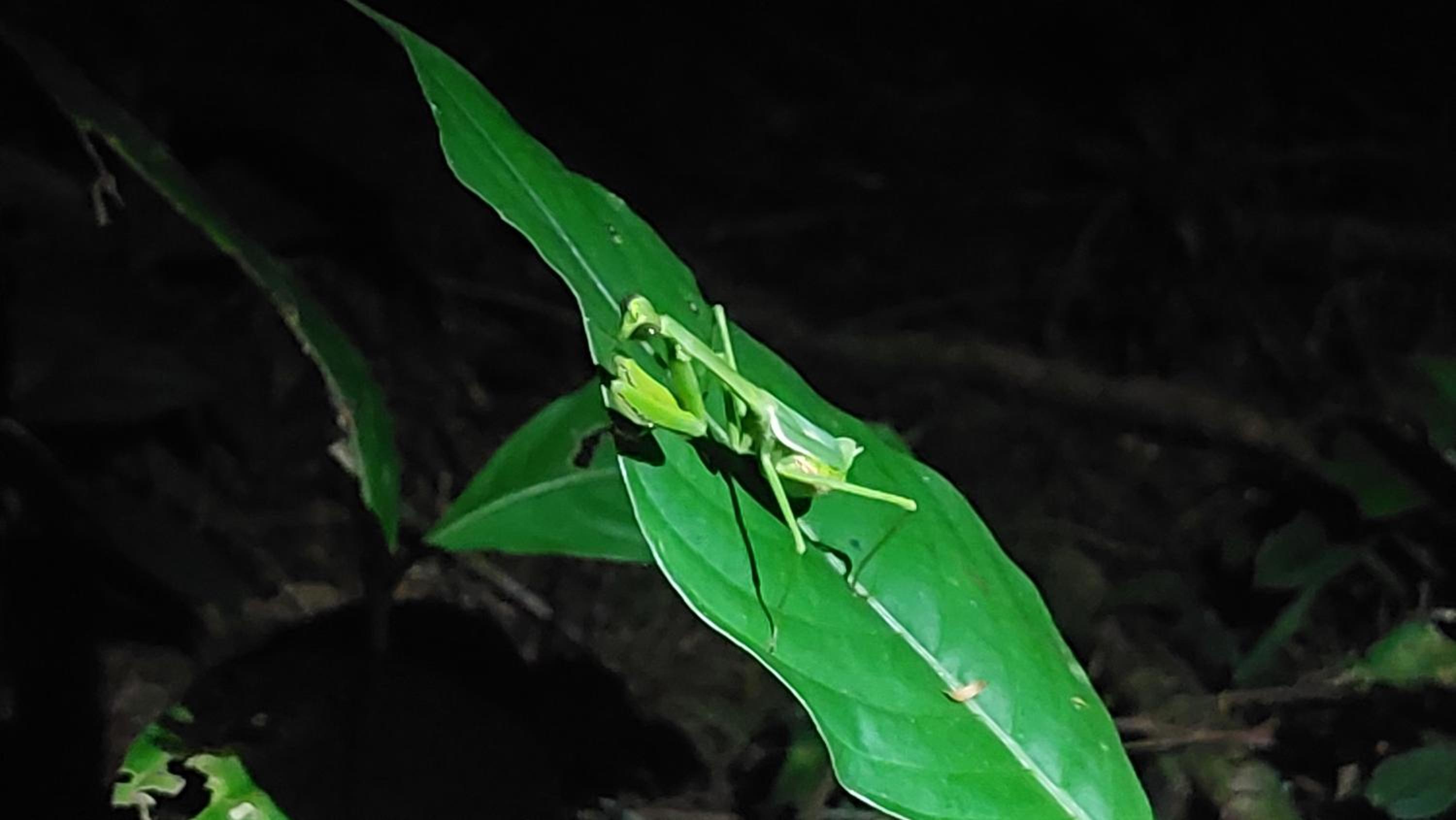 HOPE GARDEN, SARAPIQUÍ, We connect you with the Sarapiquí tropical forest