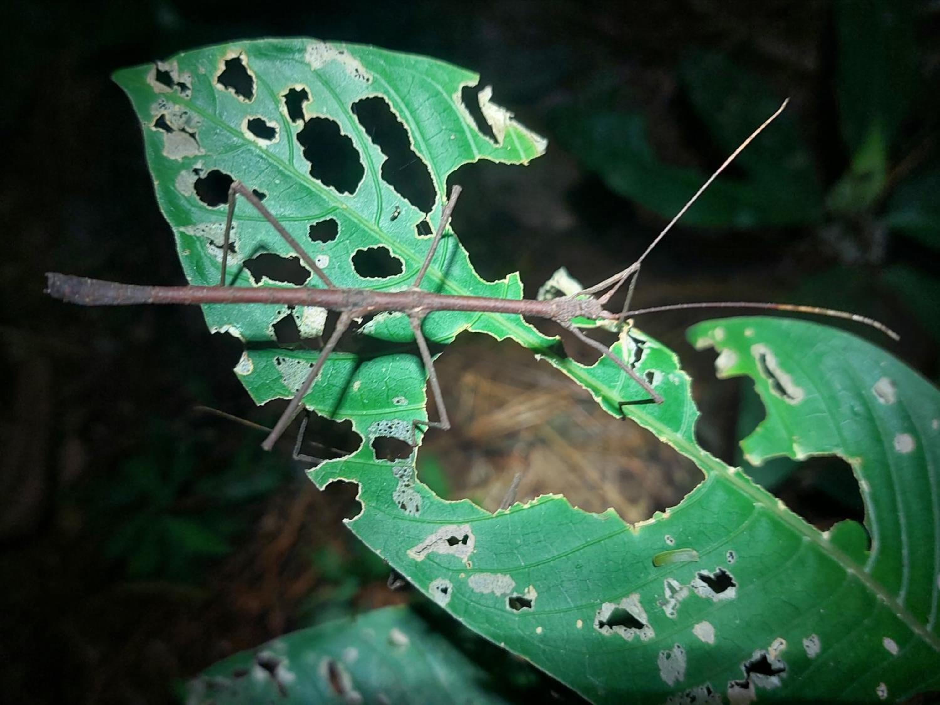 HOPE GARDEN, SARAPIQUÍ, We connect you with the Sarapiquí tropical forest