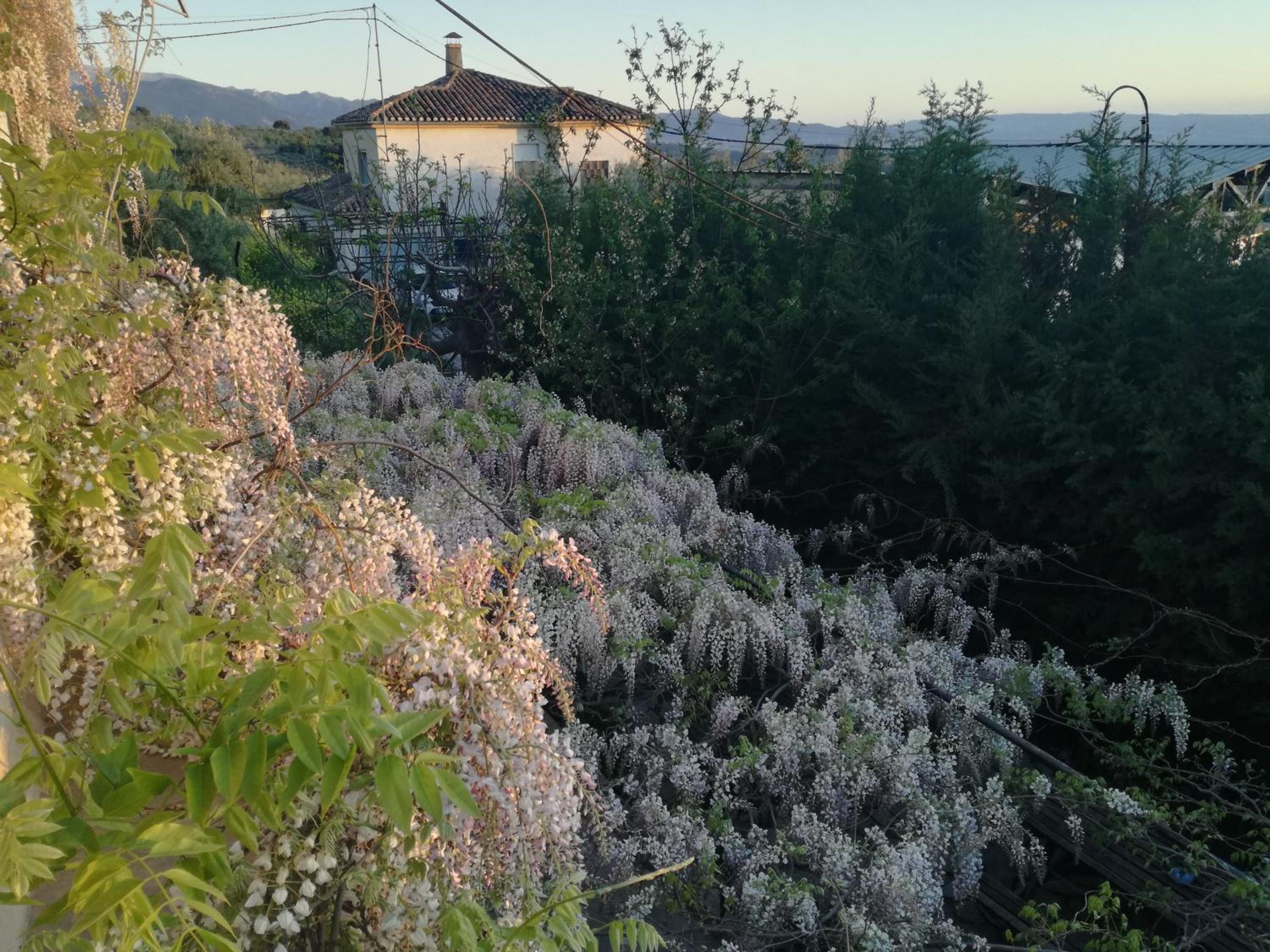 Photo 44