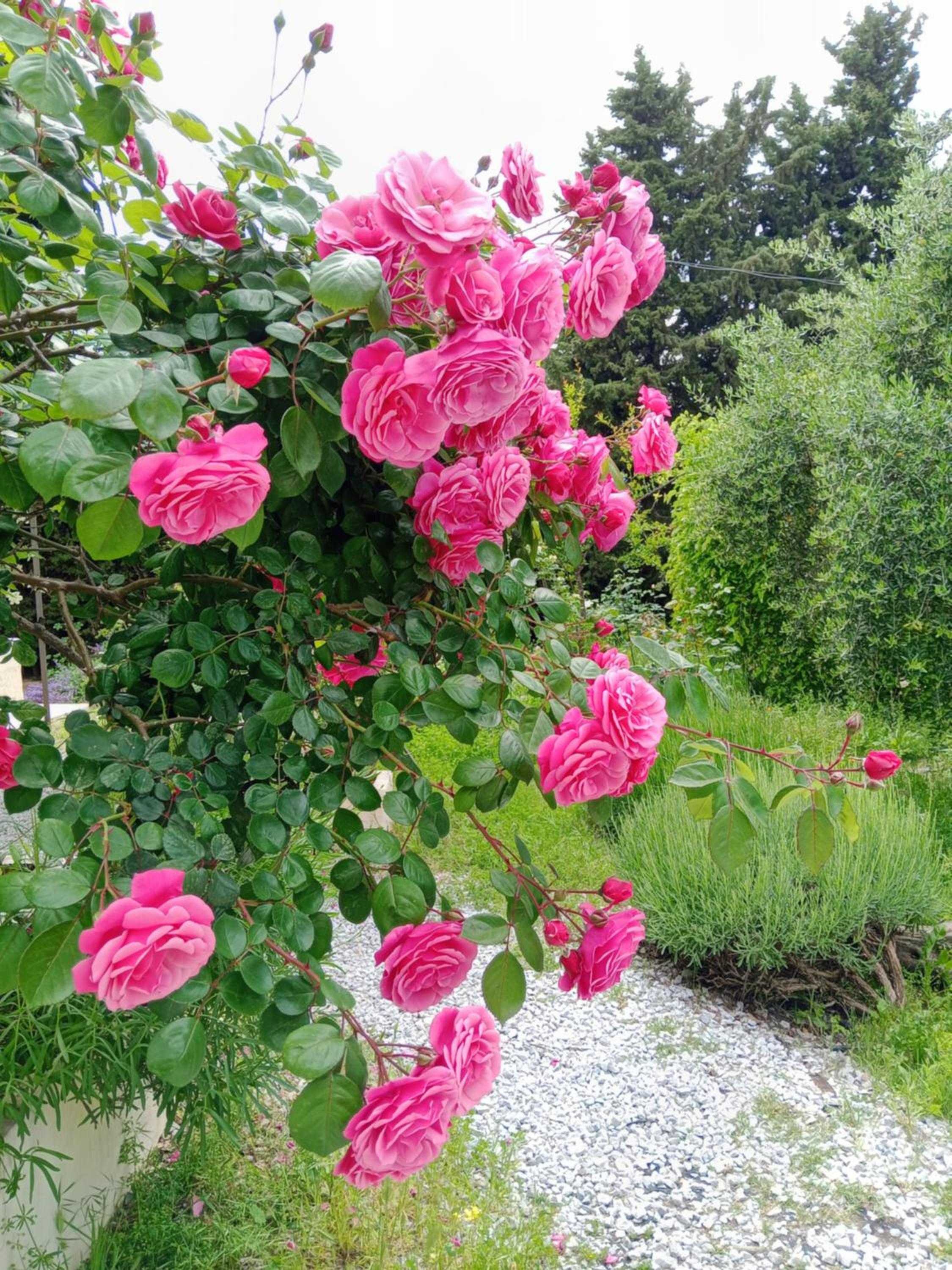 Photo 43
