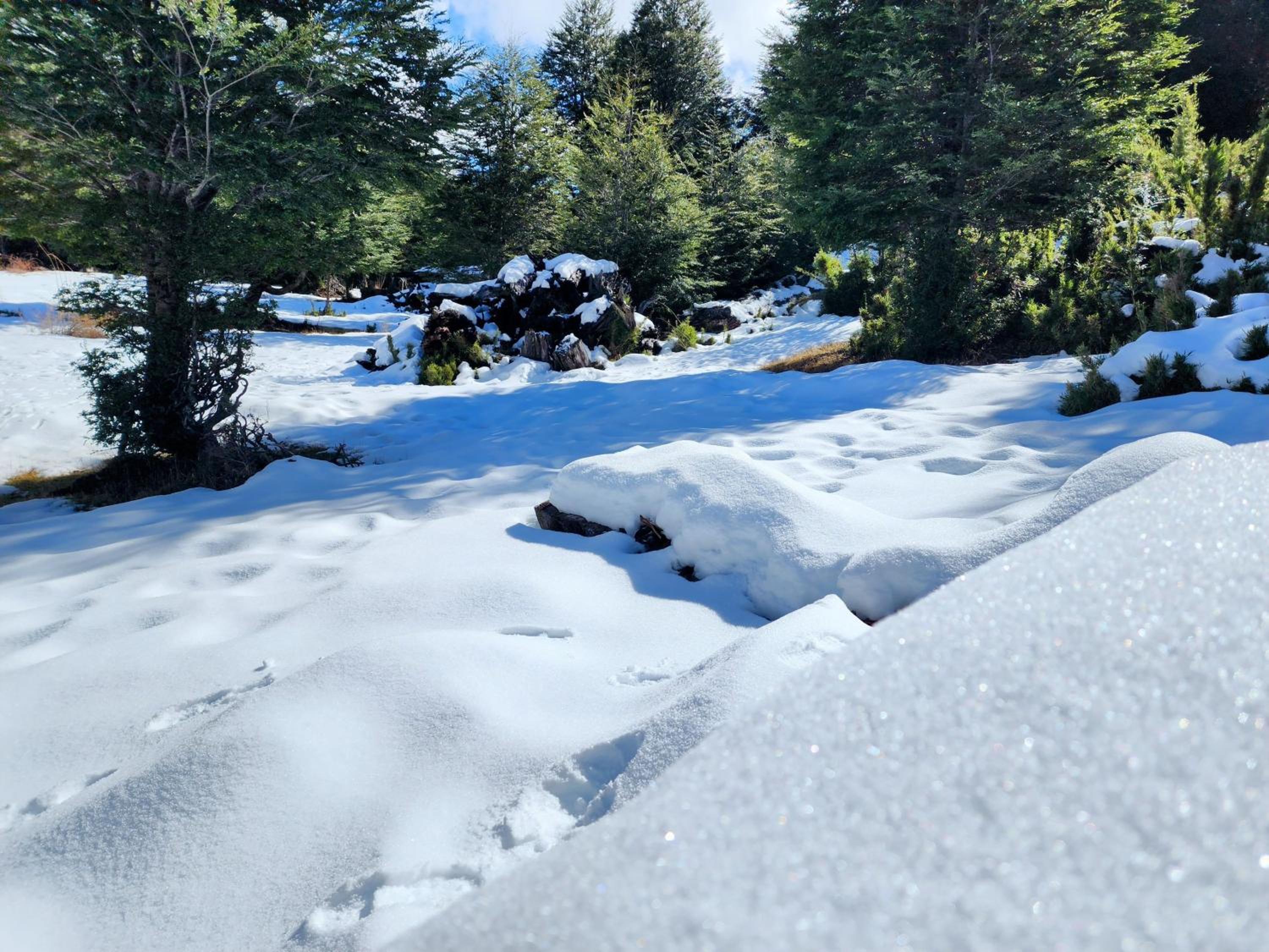Cabaña Alto del Bosque