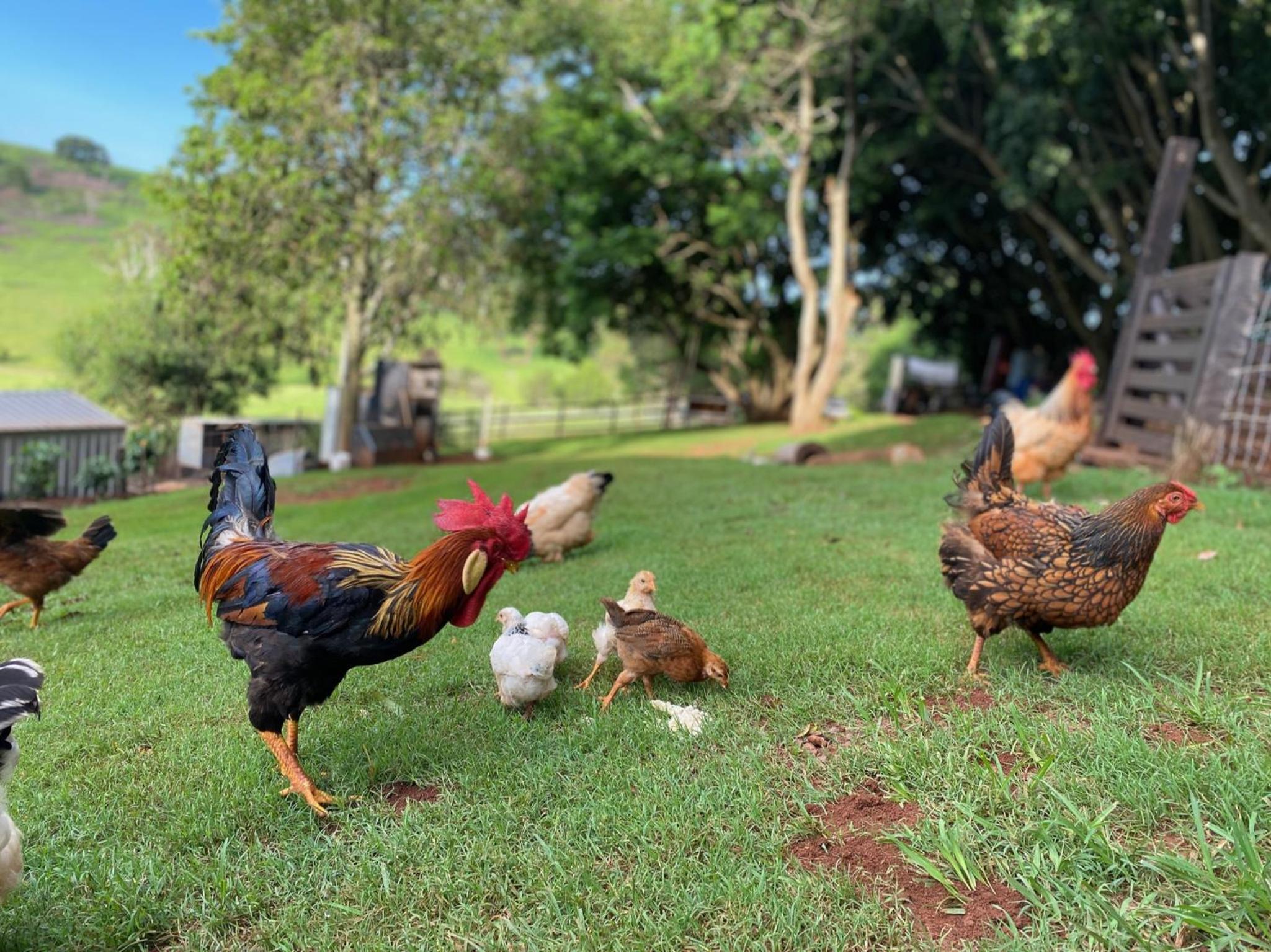 Doomben Ridge Farm House