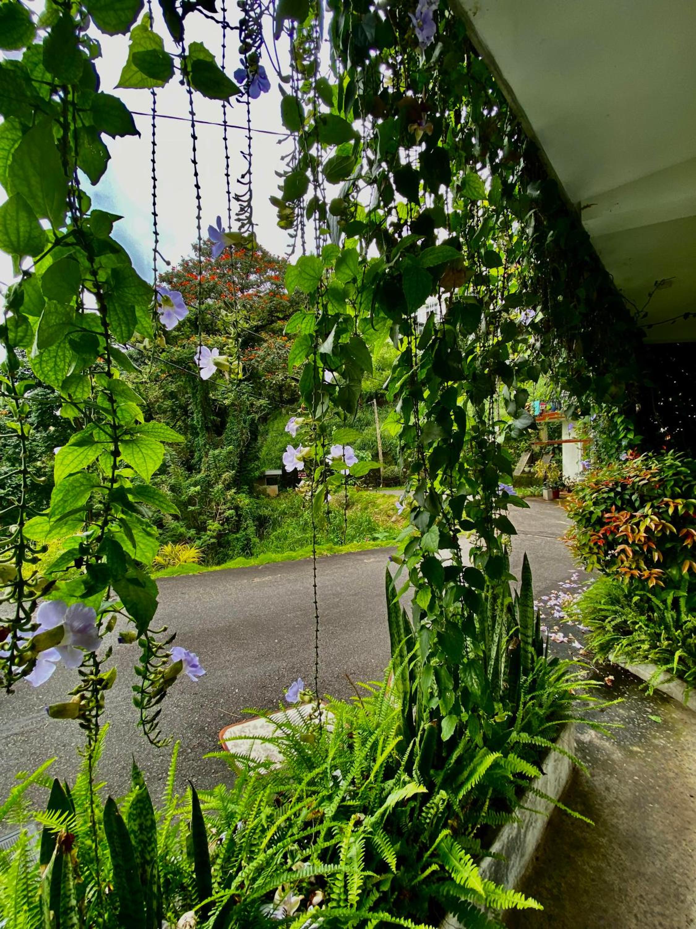 Sesatha lake Kandy view 2