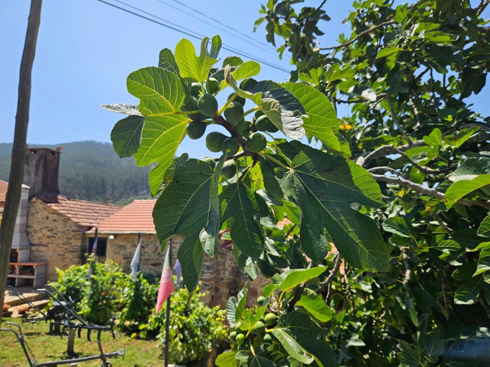 Ribança Village