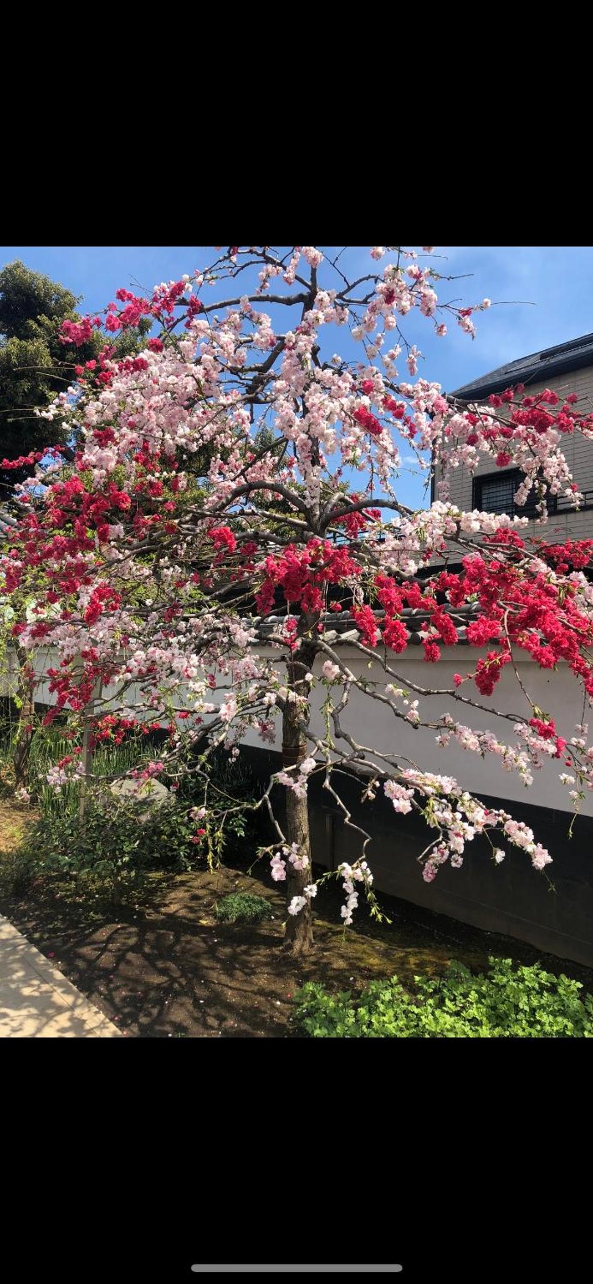 新宿庭院の屋-Shinjuku Garden Home -28 square meters king size bed garden room105