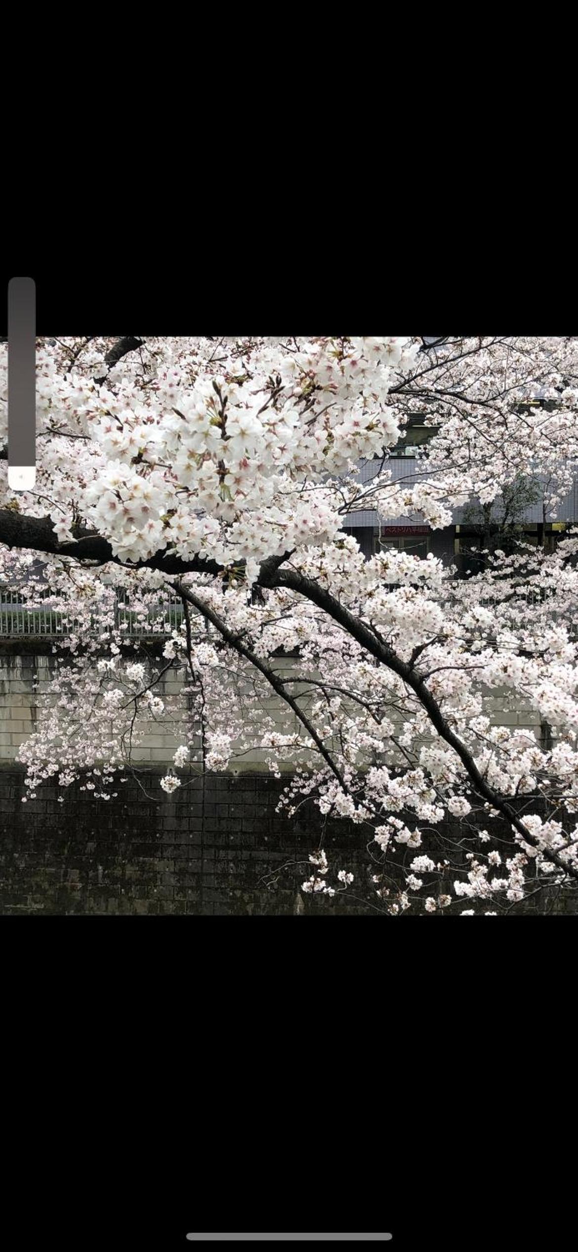 新宿庭院の屋-Shinjuku Garden Home -28 square meters king size bed garden room105