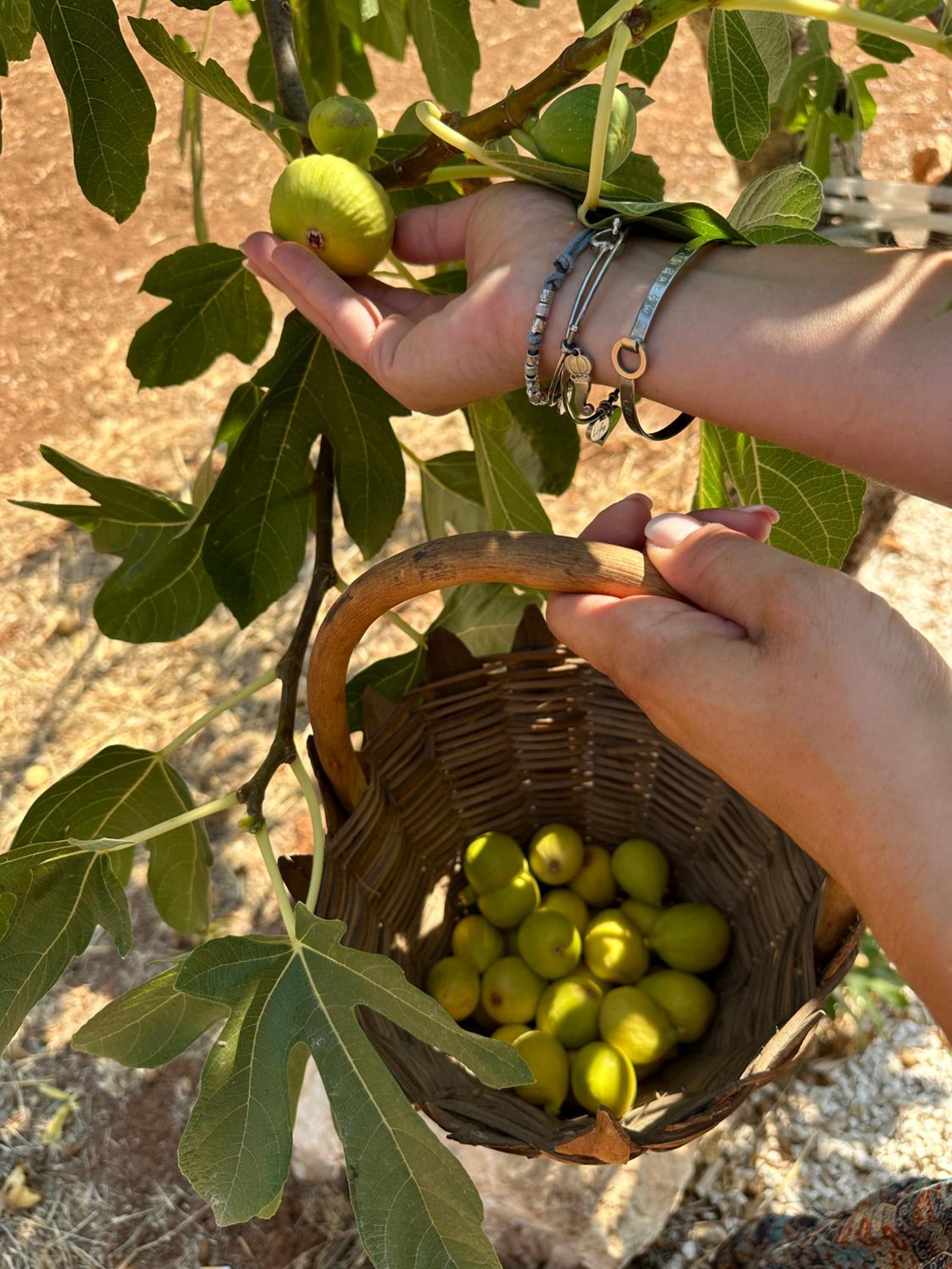 Masseria Cortese