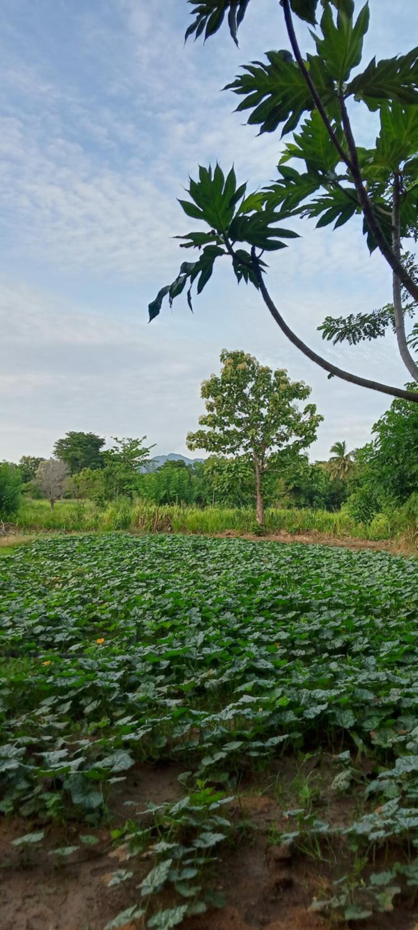 Gimhana Homestay