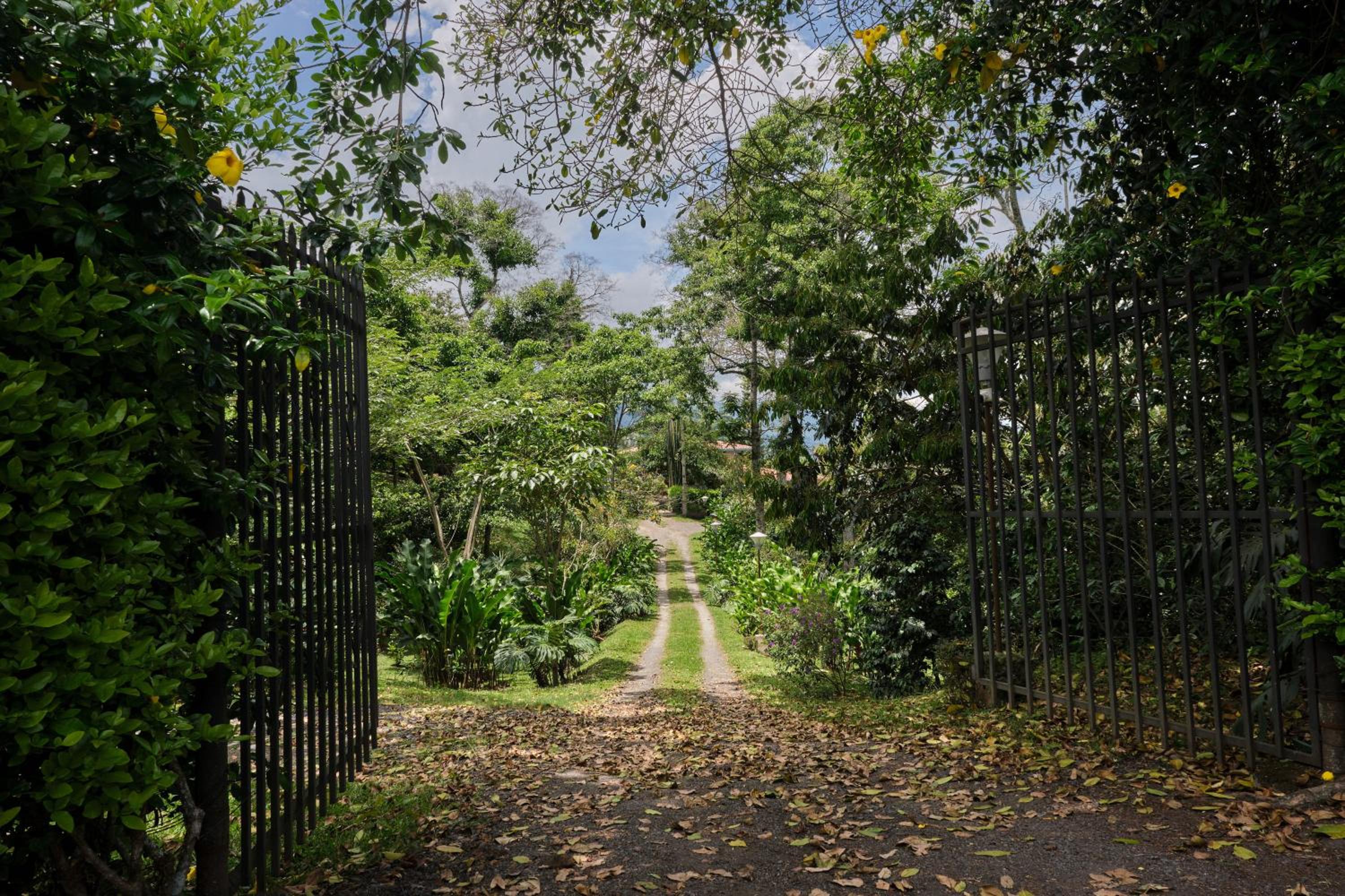 San Jose Coffee farm