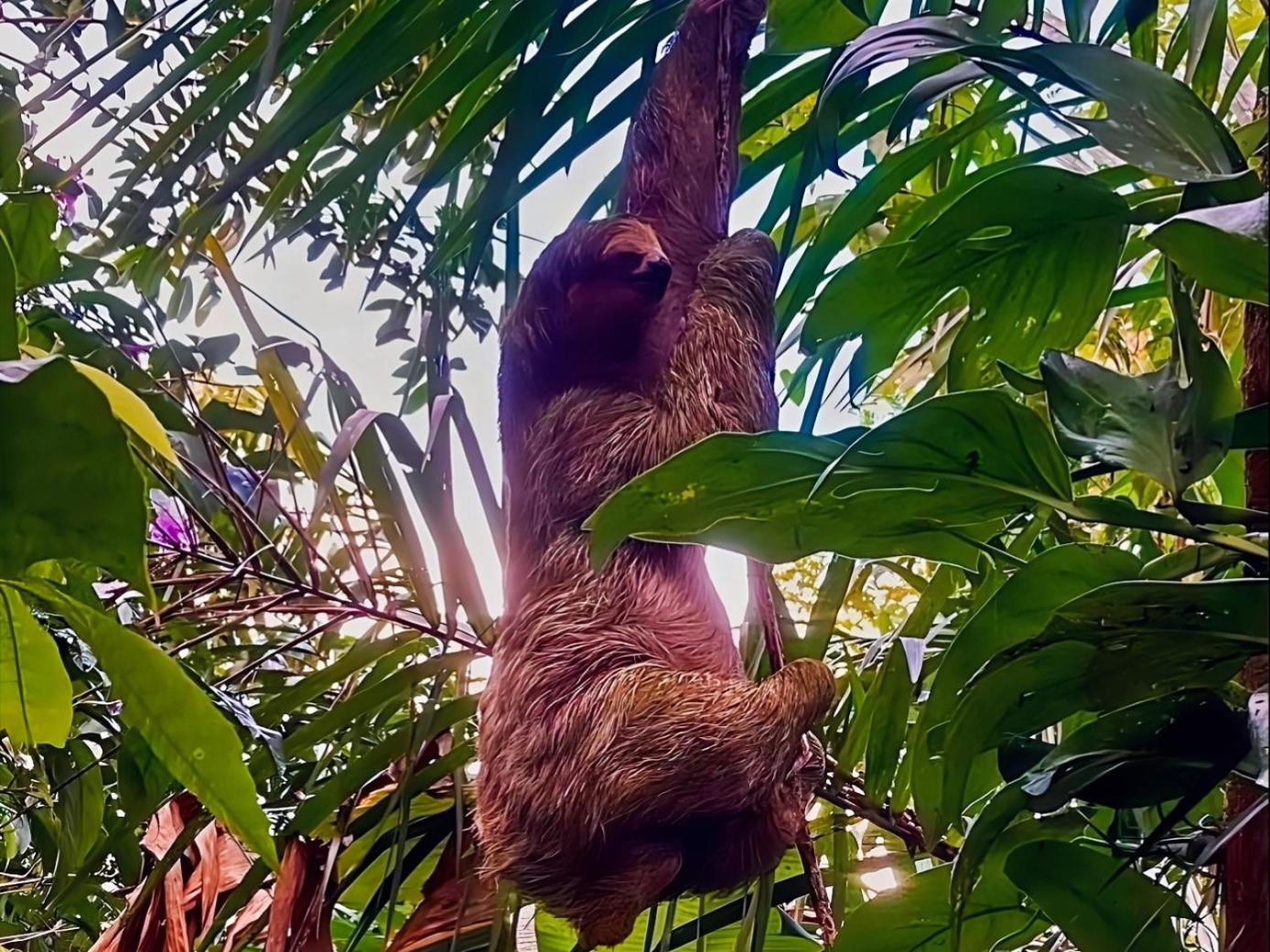 HOPE GARDEN, SARAPIQUÍ, We connect you with the Sarapiquí tropical forest