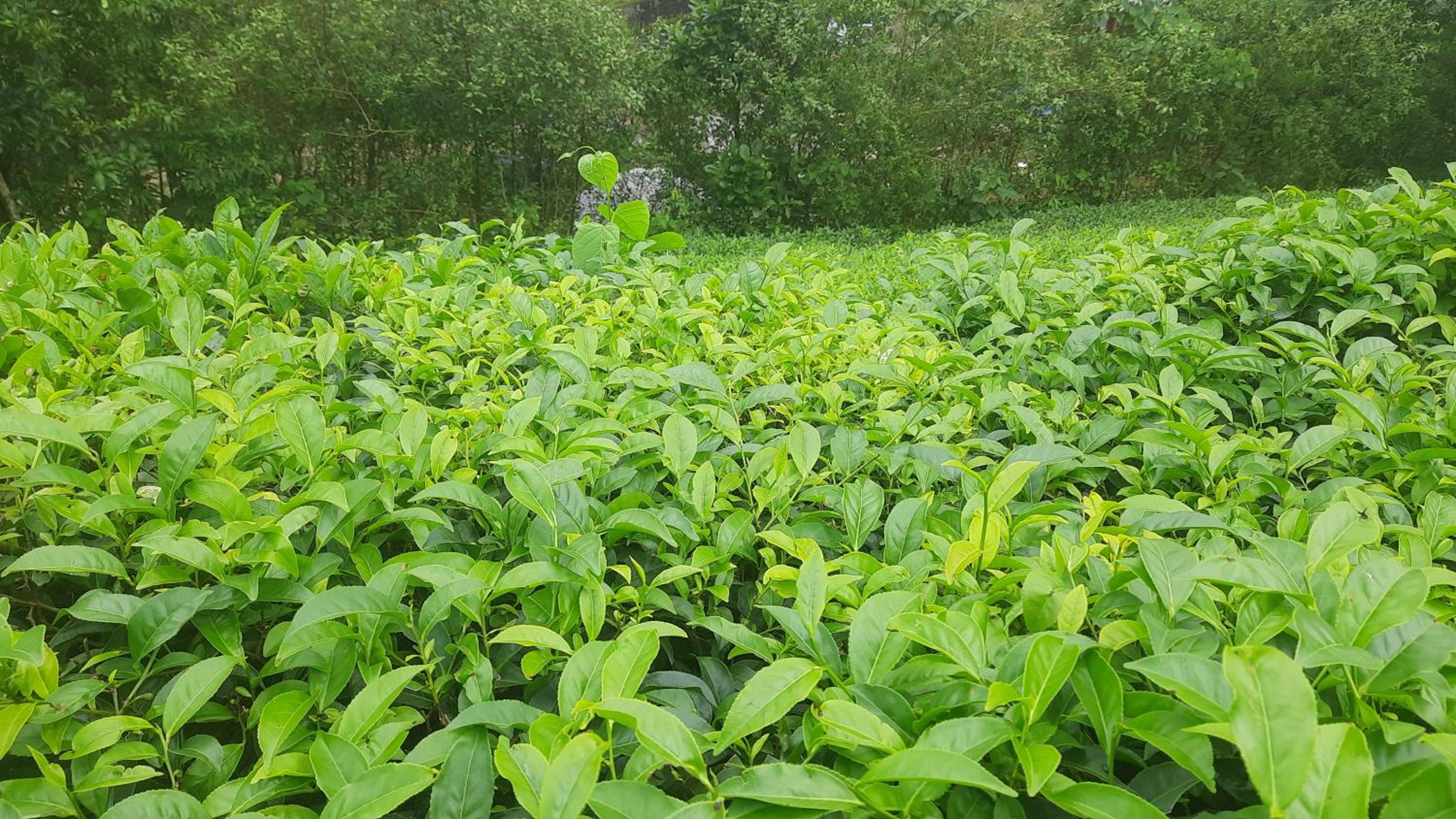 Paradise Meadows