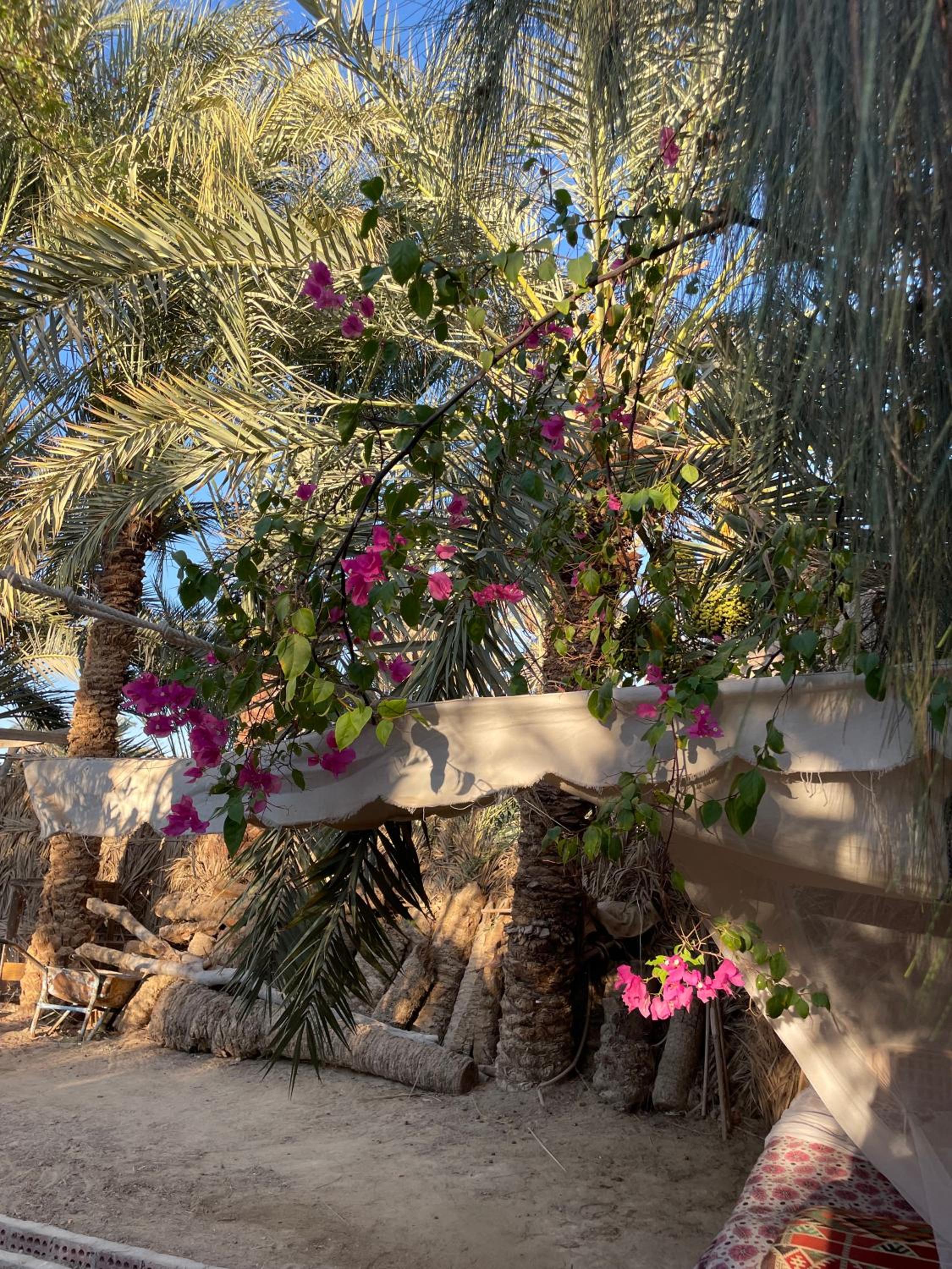 Shamofs art garden
