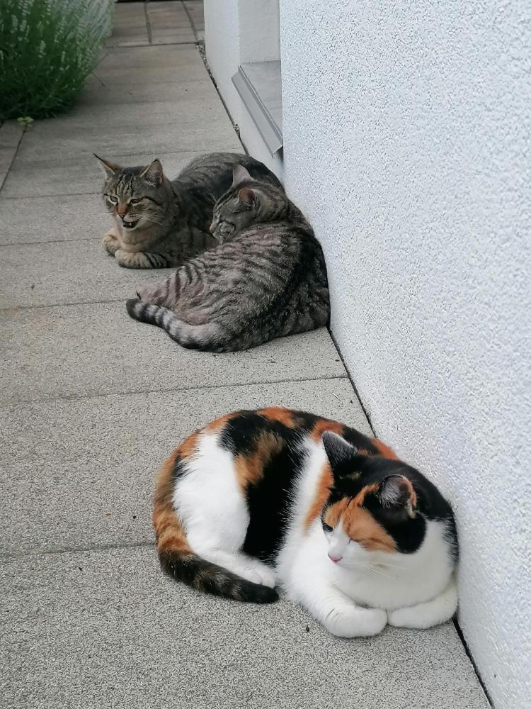 Ferienwohnung Dorfzauber
