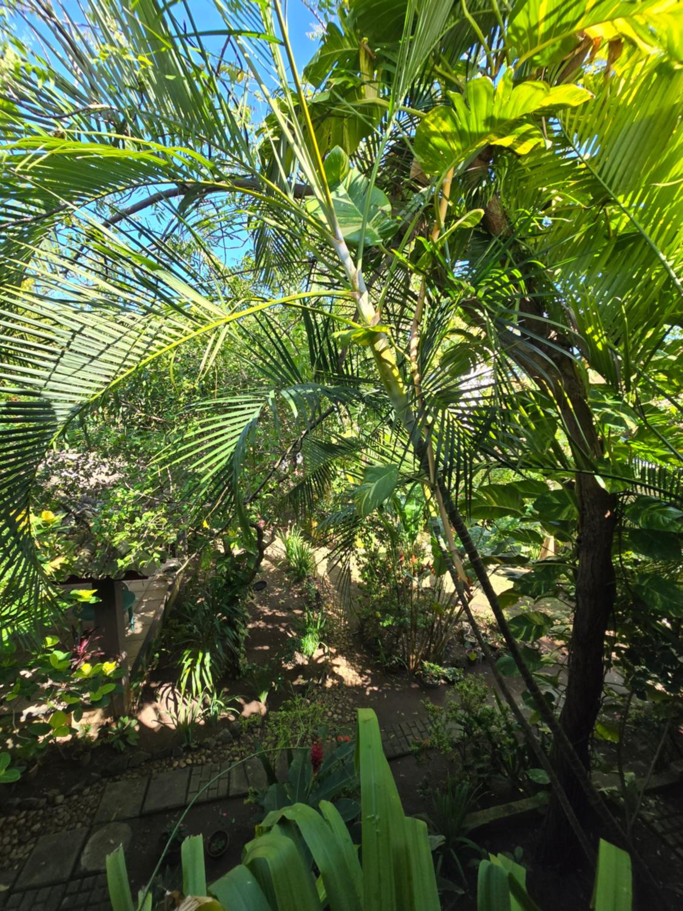 Studio oásis verde