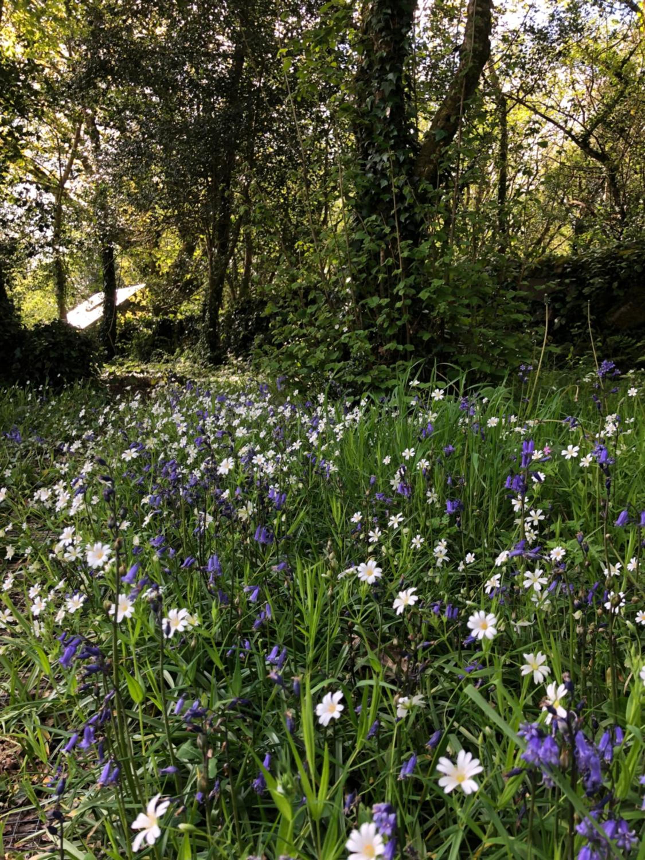 Sligo Forest Retreat