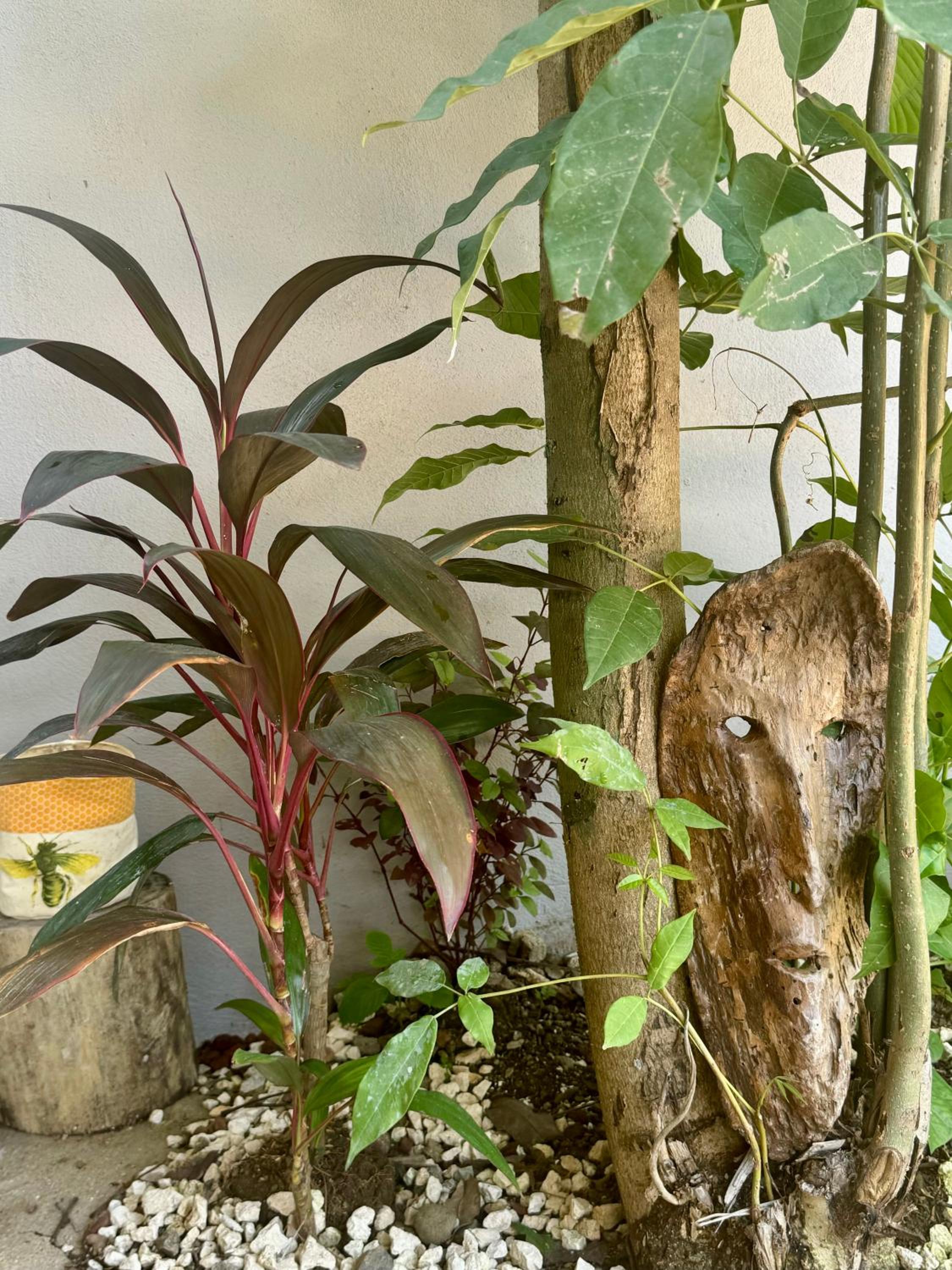 Jungle Glory Home Arriba