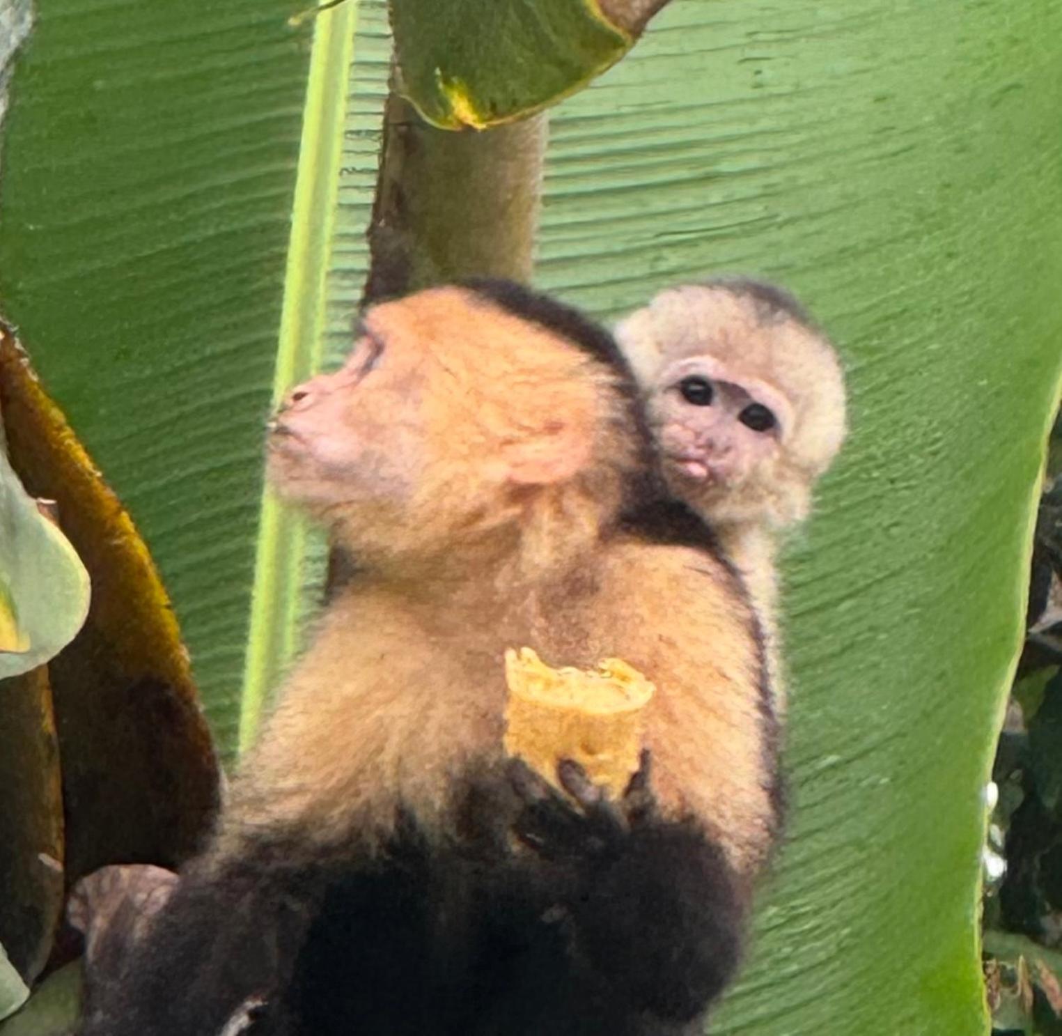 Jungle Glory Home Arriba