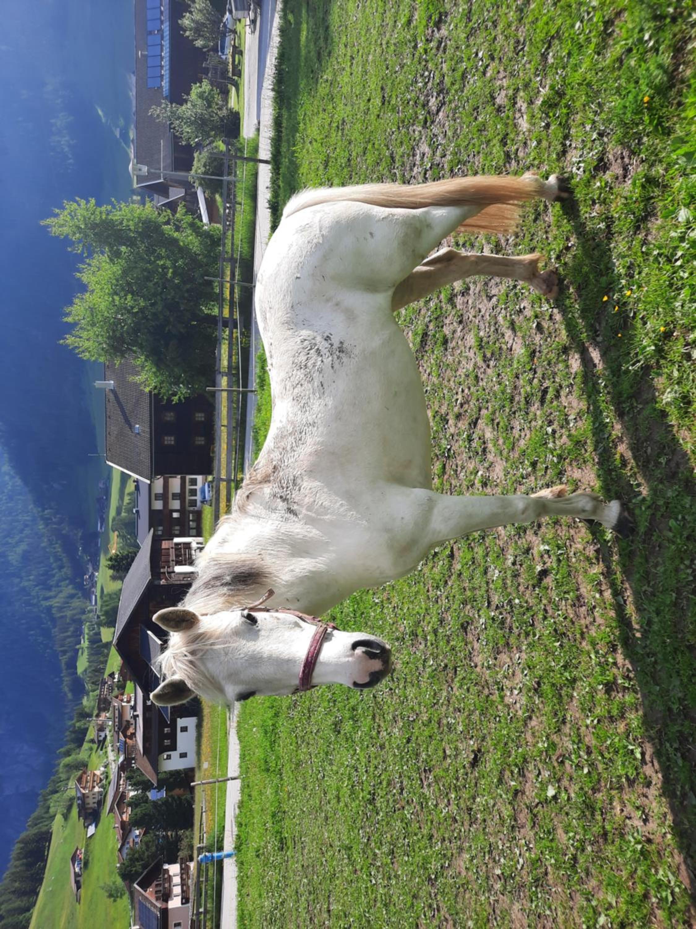 Obenfigerhof