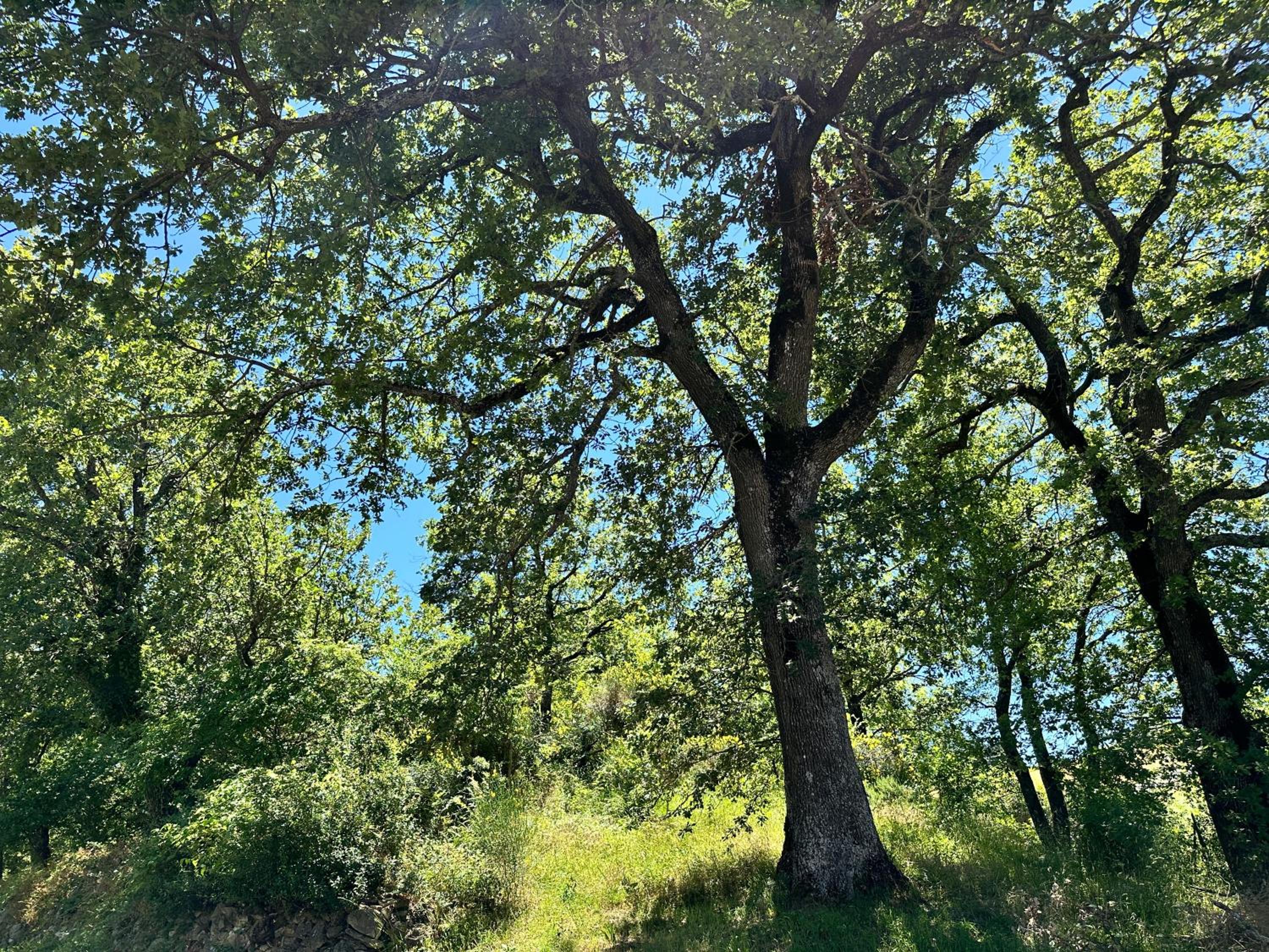 Oasi Acquafresca