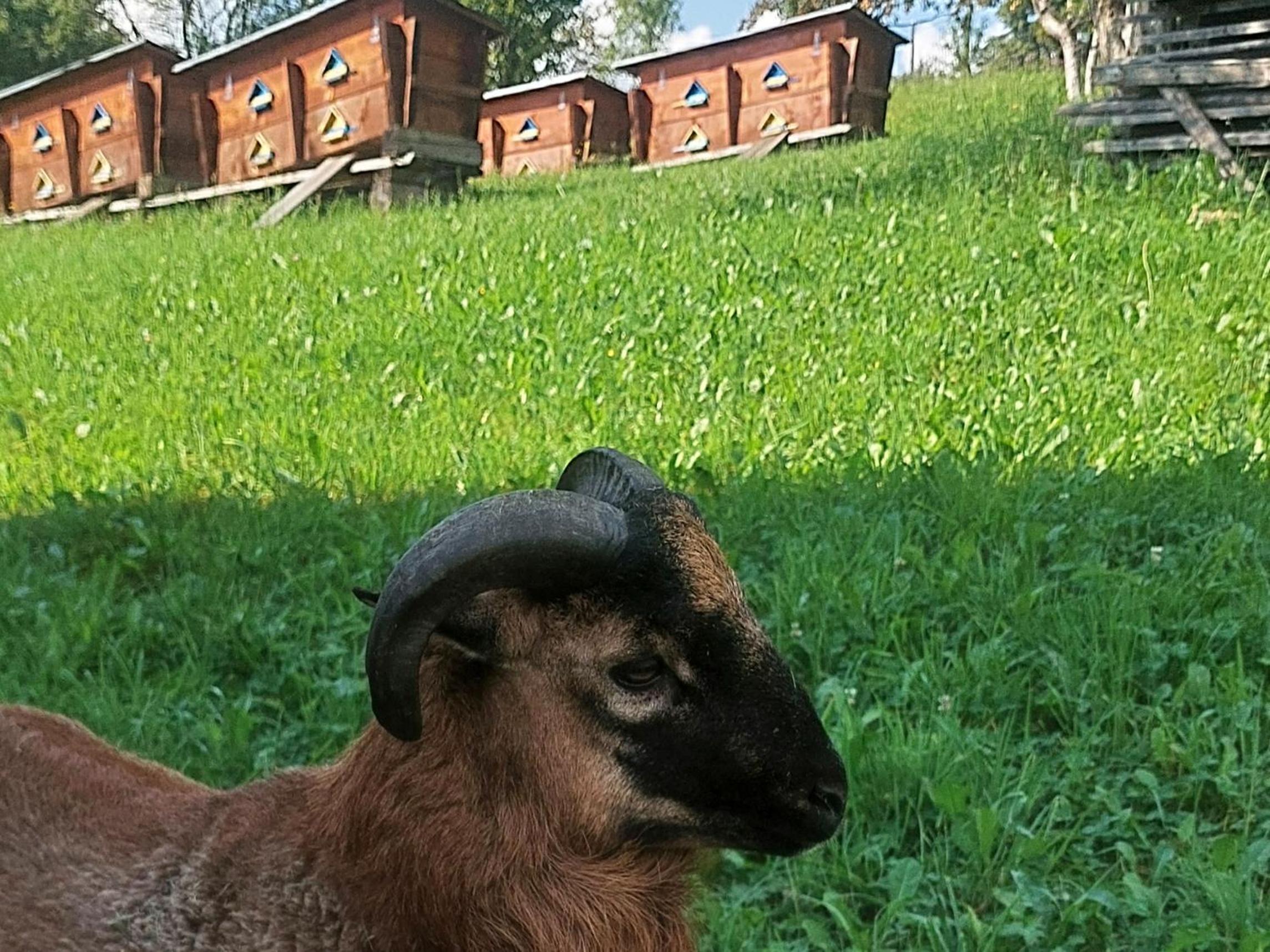 Villa Gold