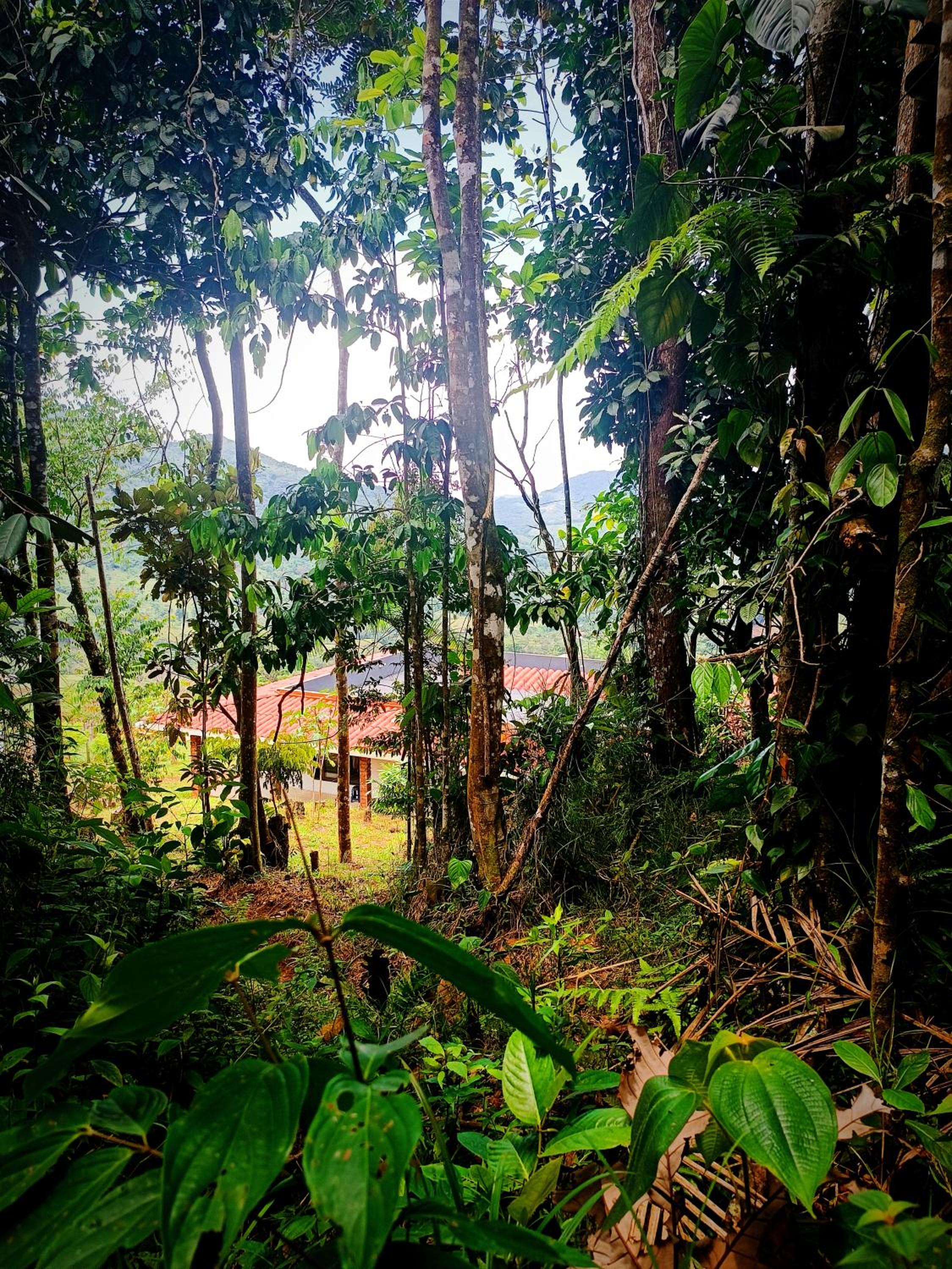 Bosque Místico