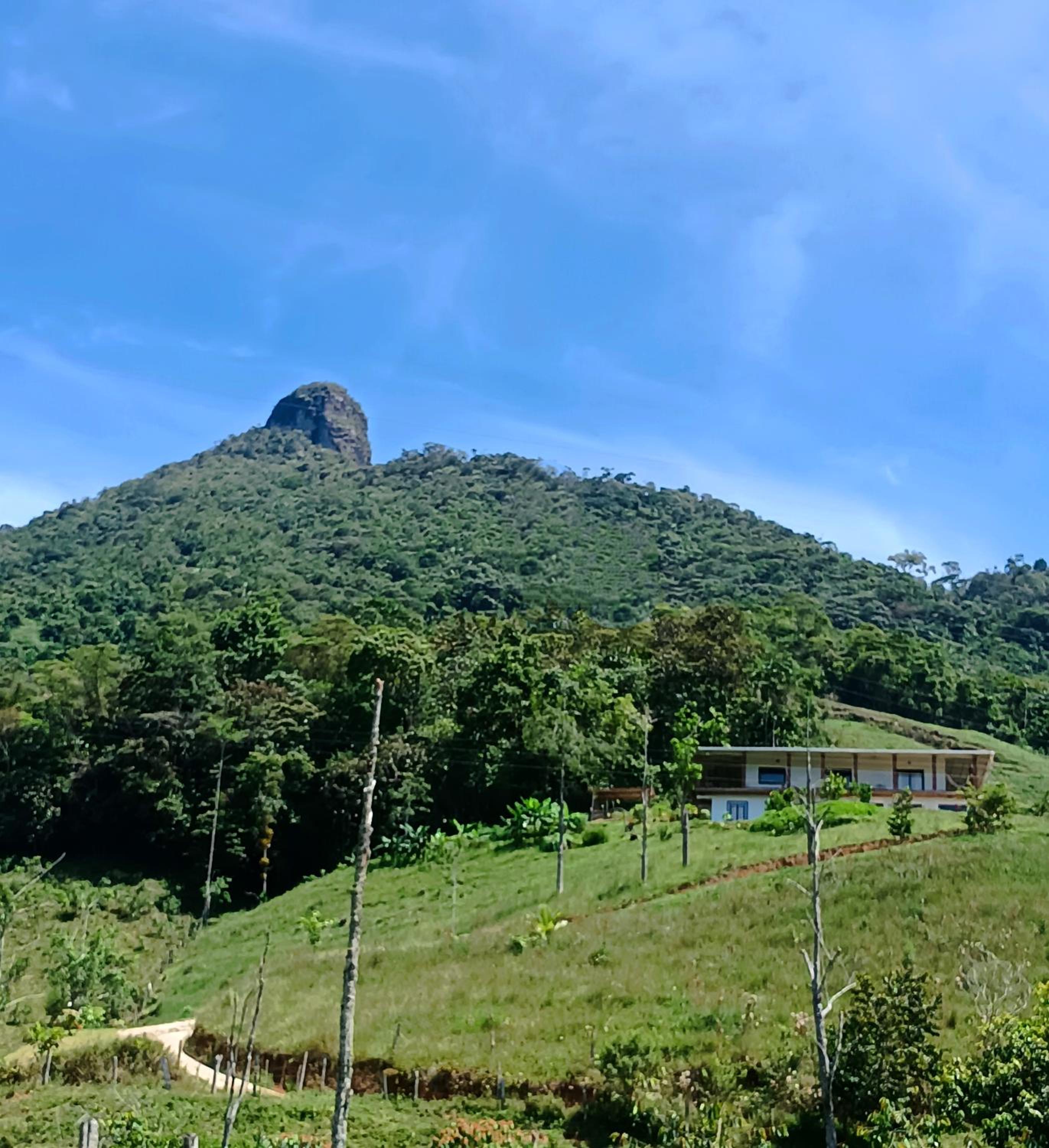 Bosque Místico
