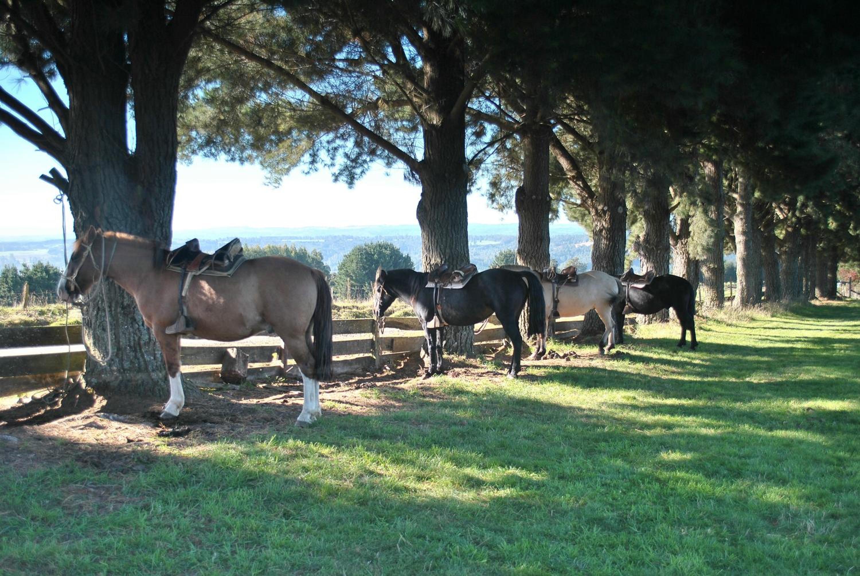 Lodge El Sarao A Una Hora De Puerto Varas