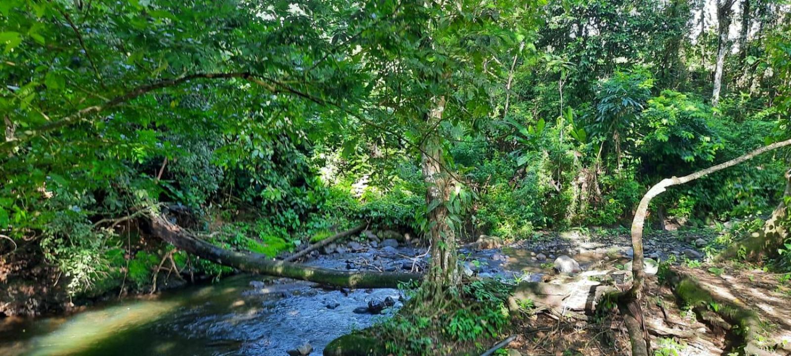 Pura Vida Granja Agua Azul