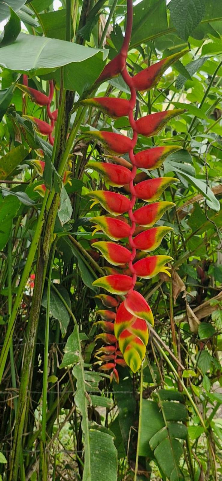 Pura Vida Granja Agua Azul