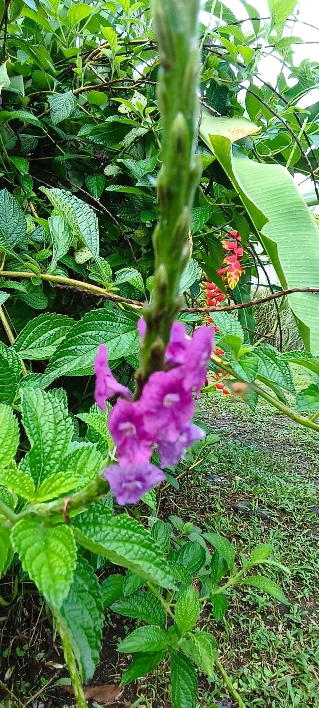 Pura Vida Granja Agua Azul