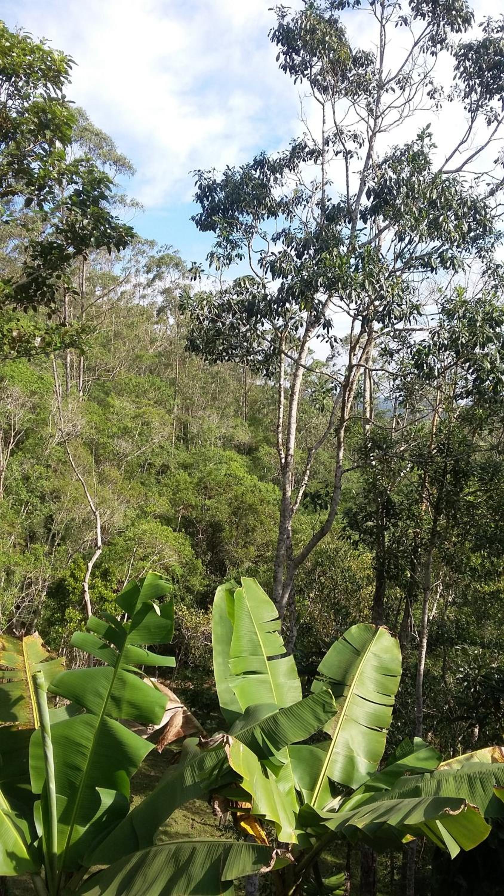 Refúgio em meio à mata Atlântica