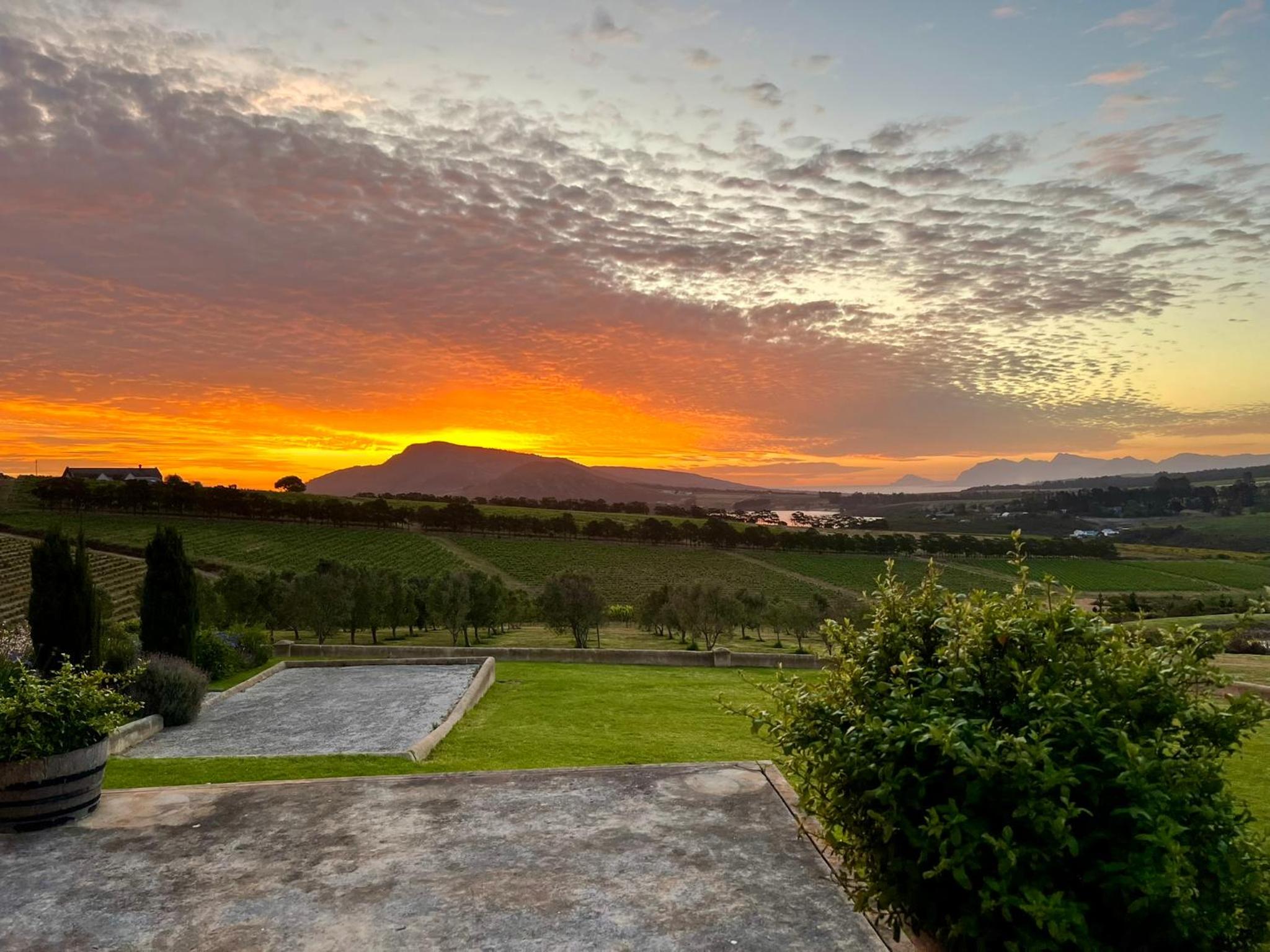 Moya's Vineyard view 5