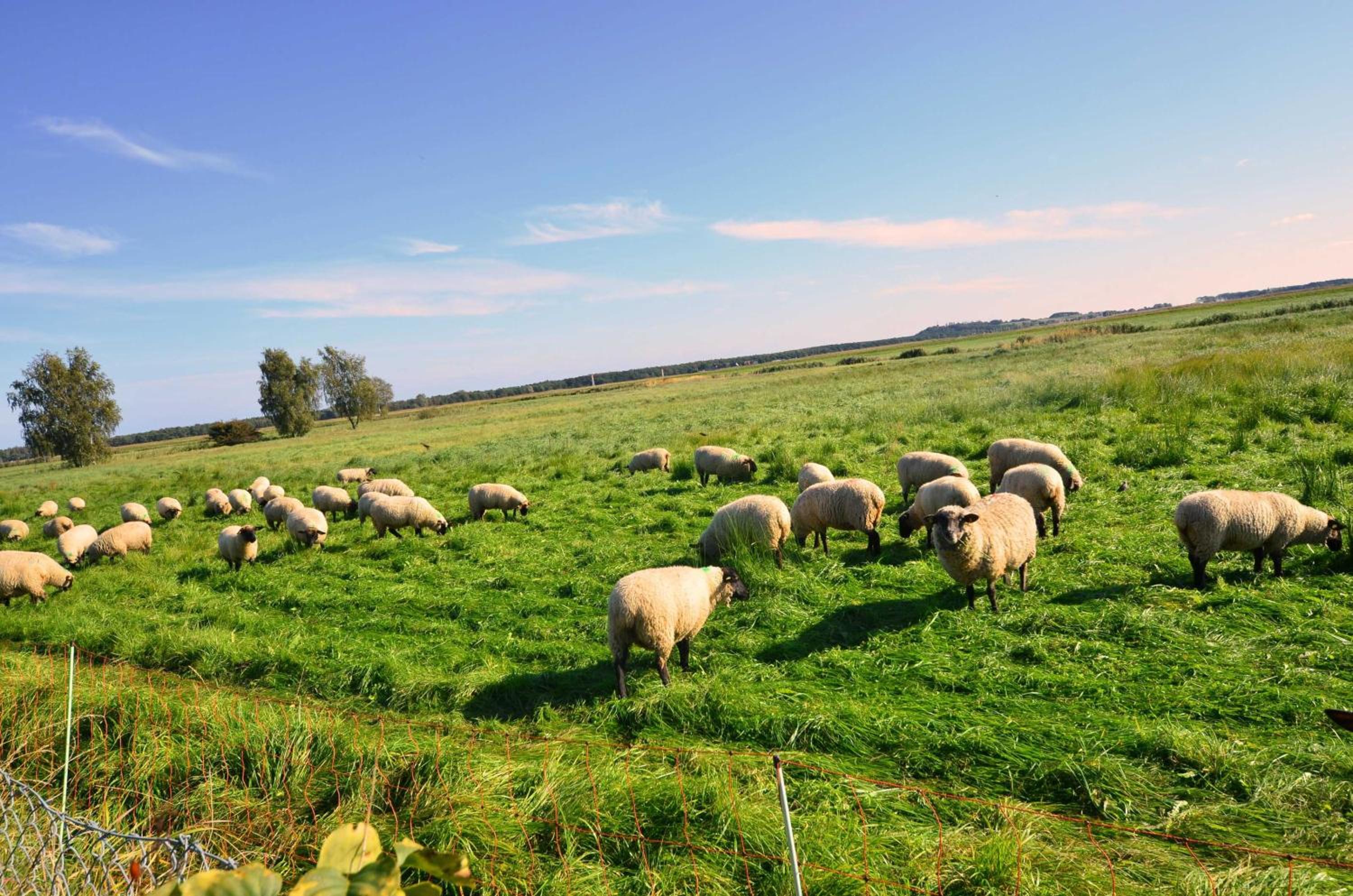 Reetdach-Ferienwohnungen 8 Kröning