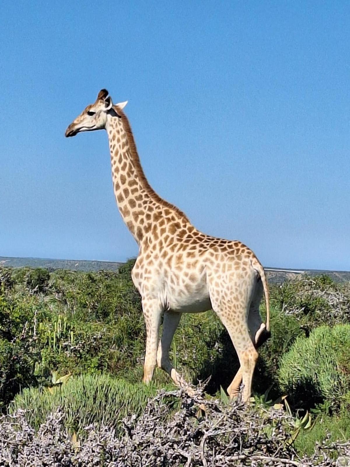 Kudu Ridge Game Lodge
