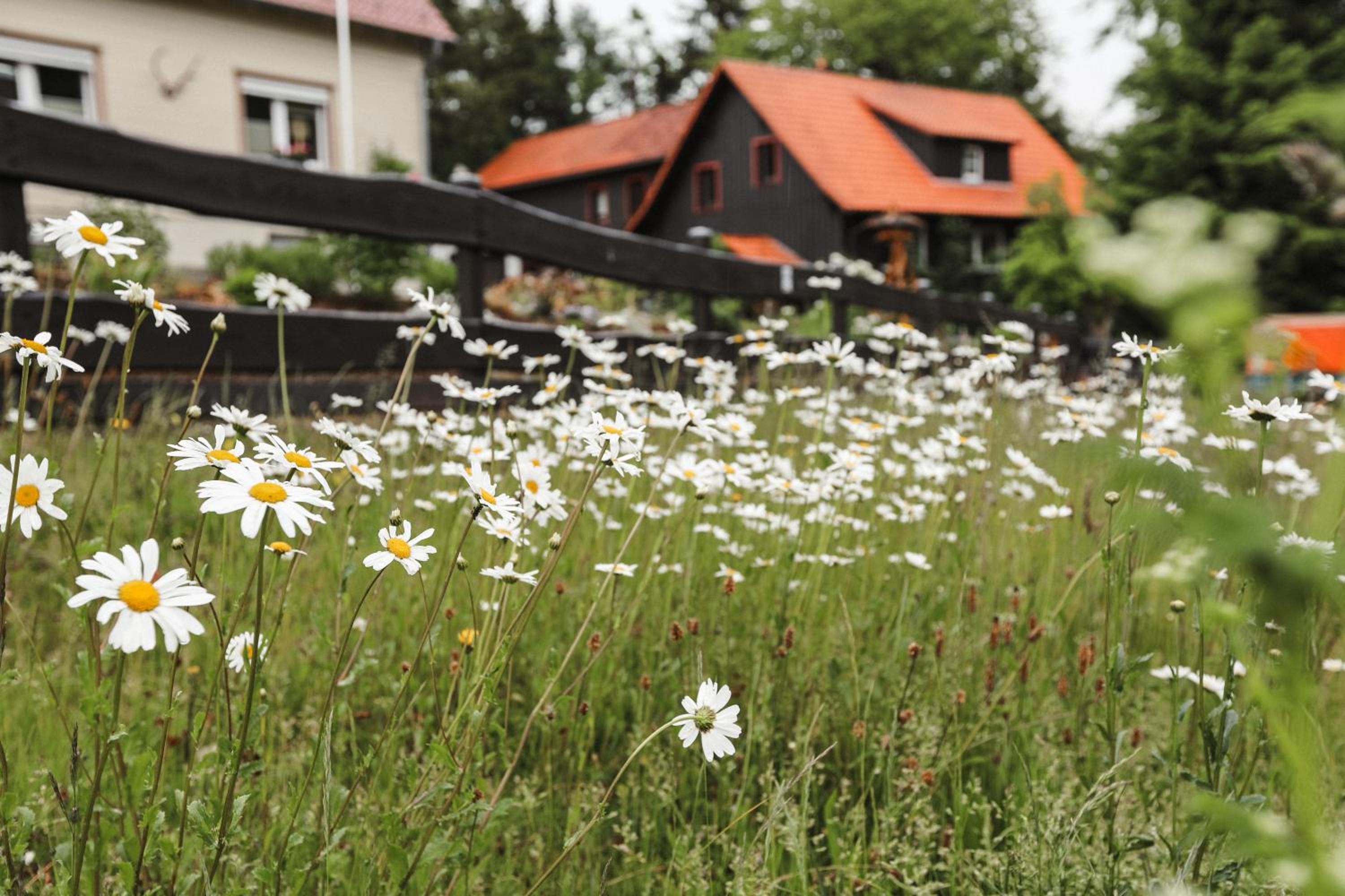 Terrassenhaus im Harz, Pool, Sauna, WLAN