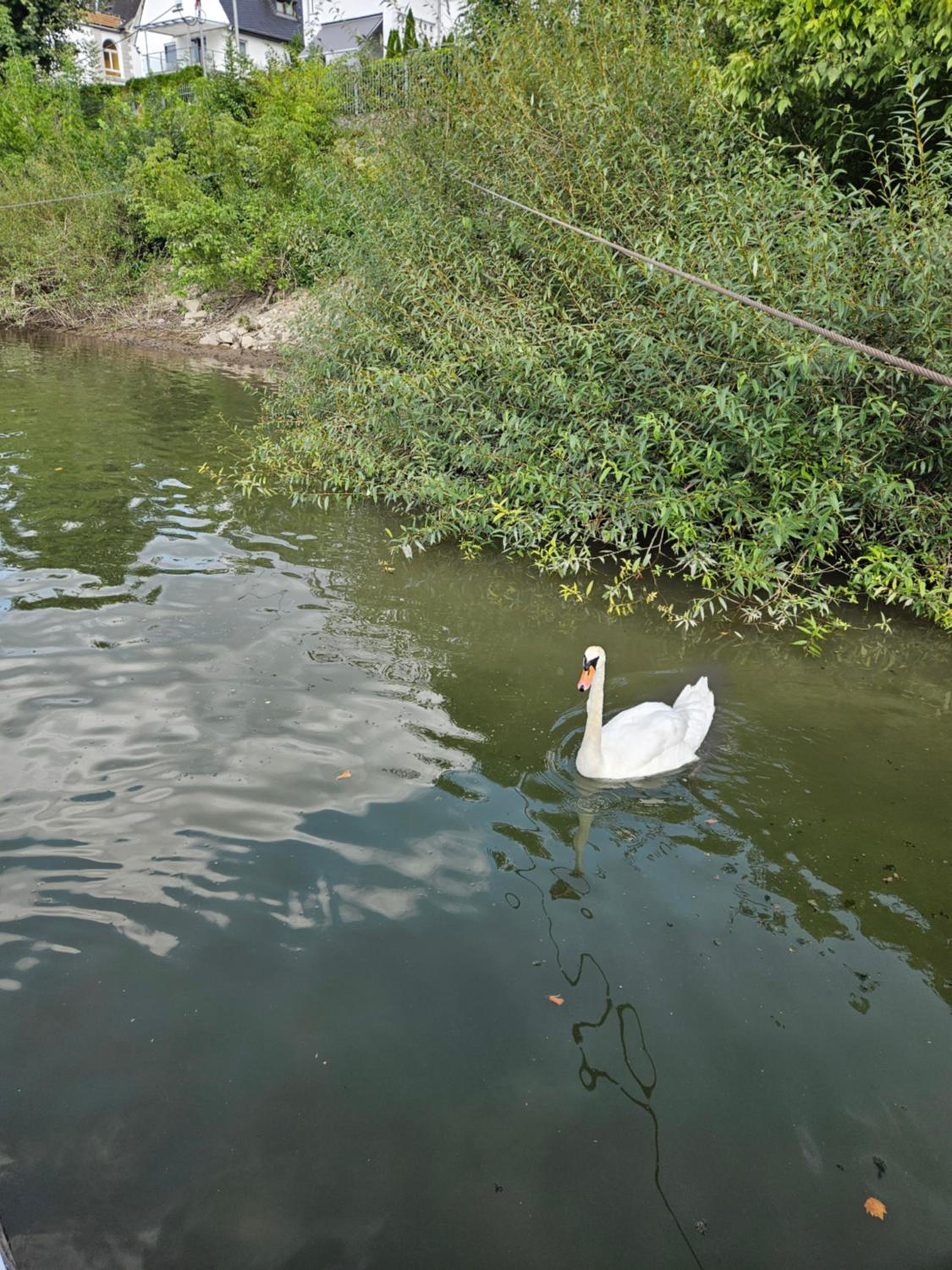 Dream 2 Relax Urlaub im Hausboot am Rhein