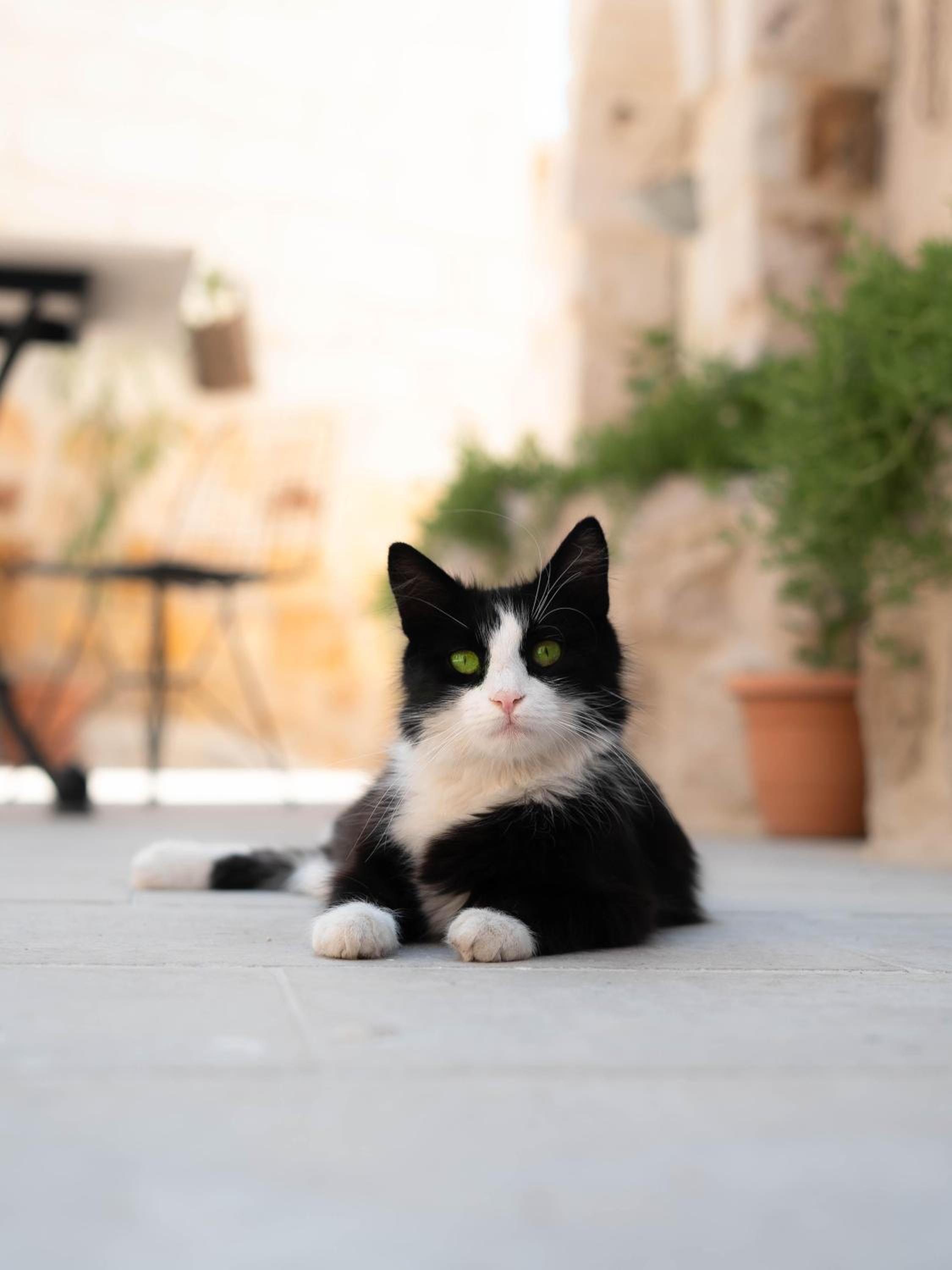 Göreme Escape Cave Suites - Image 28