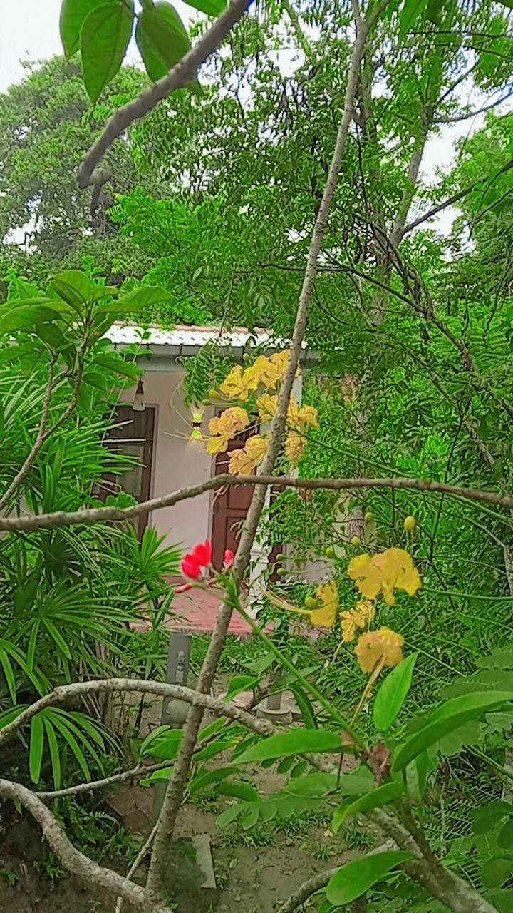 Blooming Mirissa