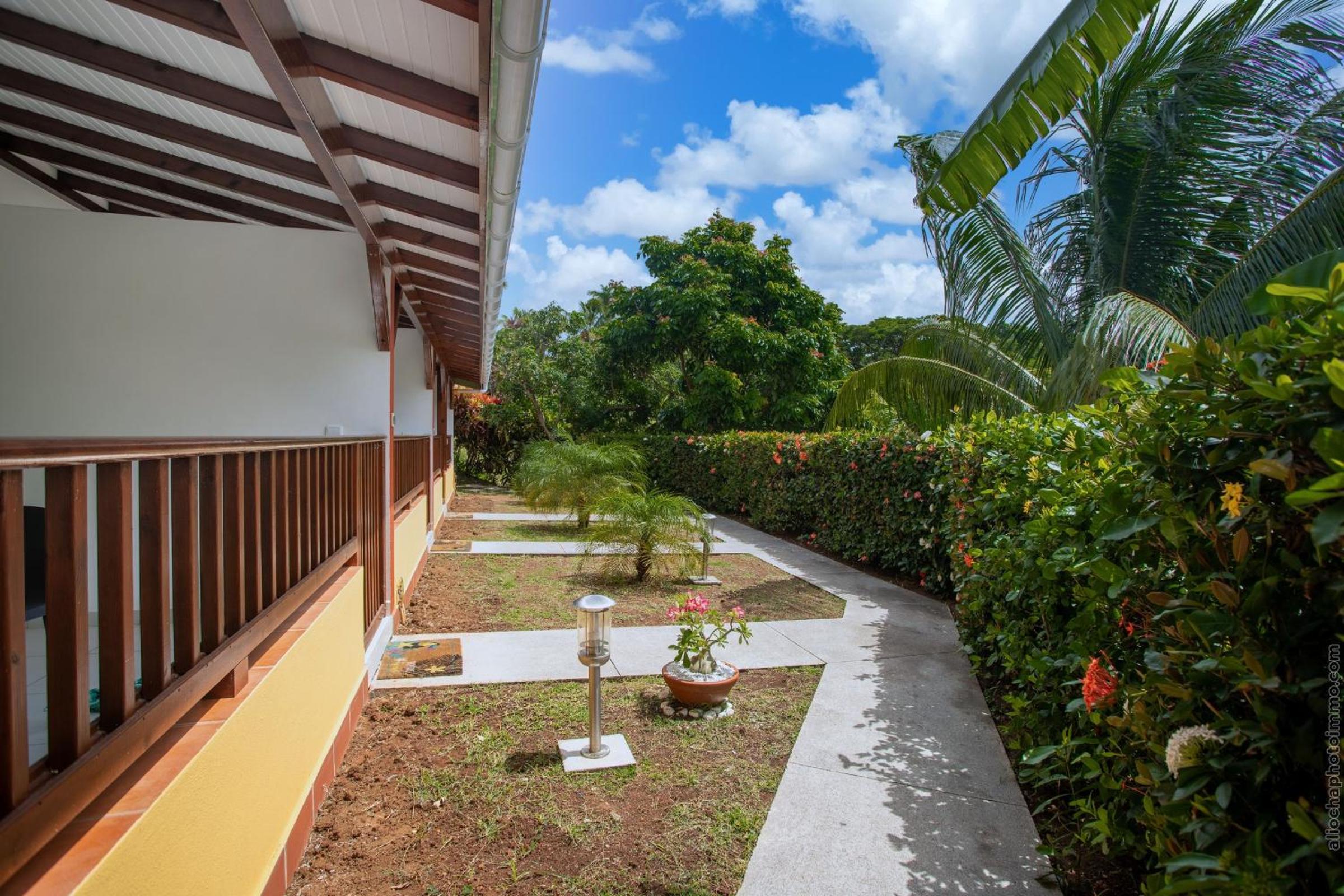 Ixora au Refuge de Madiana à Schoelcher
