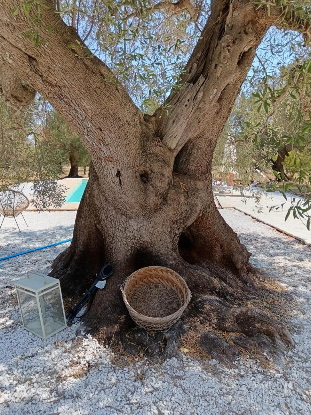 Trullo Terracielo