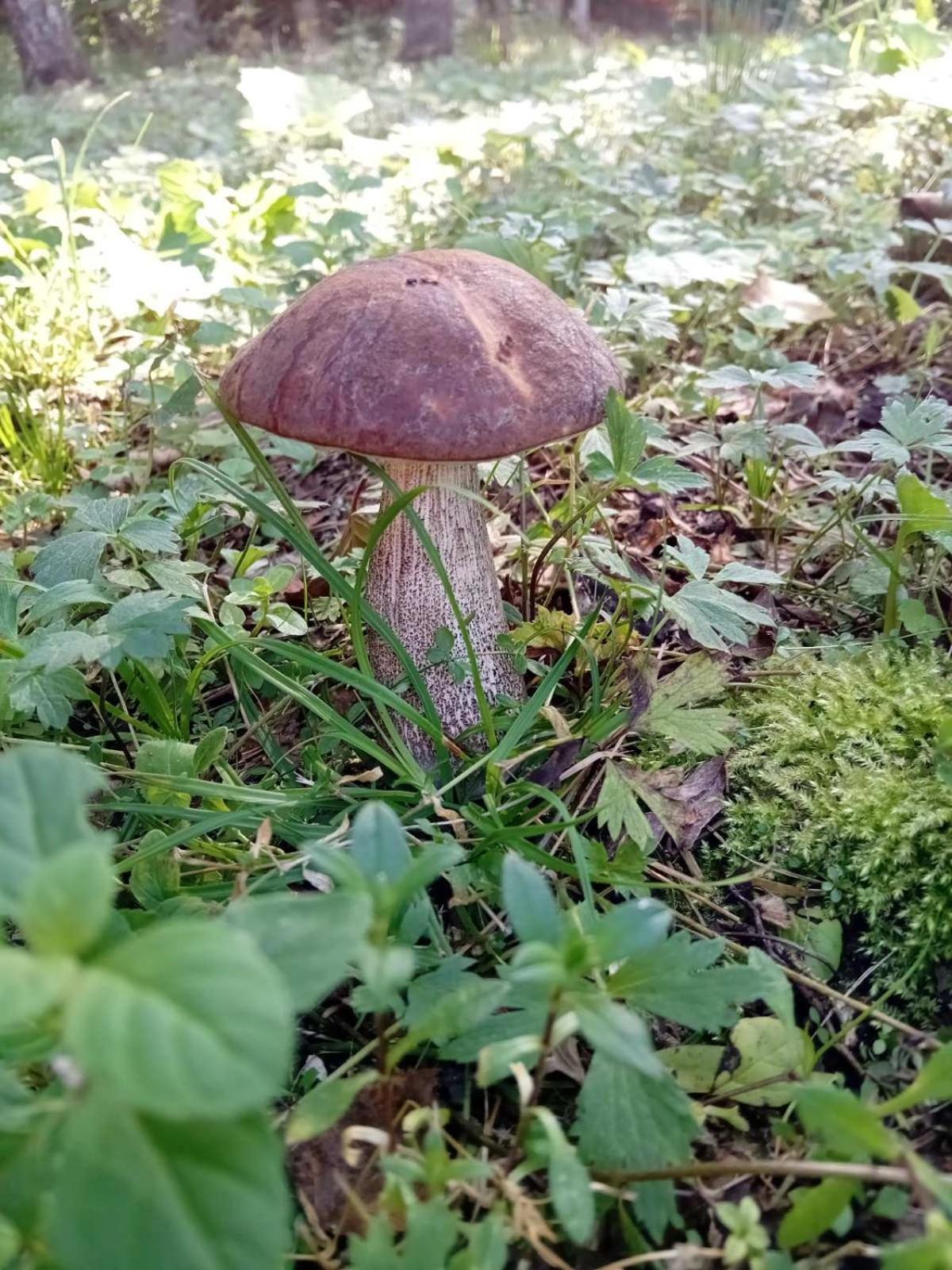 Rooslepa puhkemaja