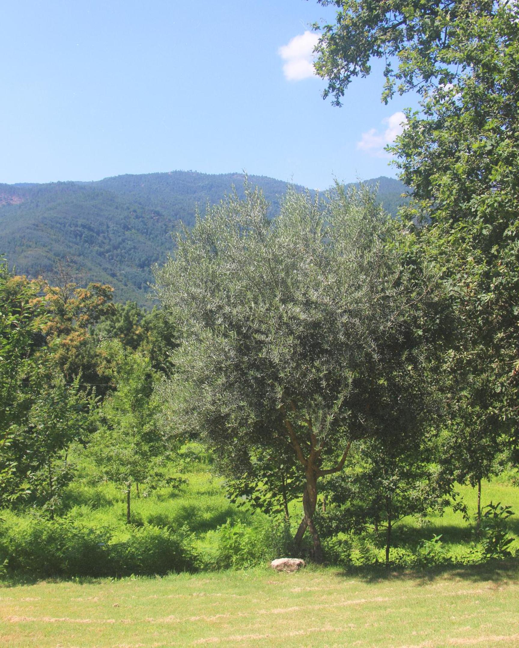 Gerês - Aldeia Turística de Louredo