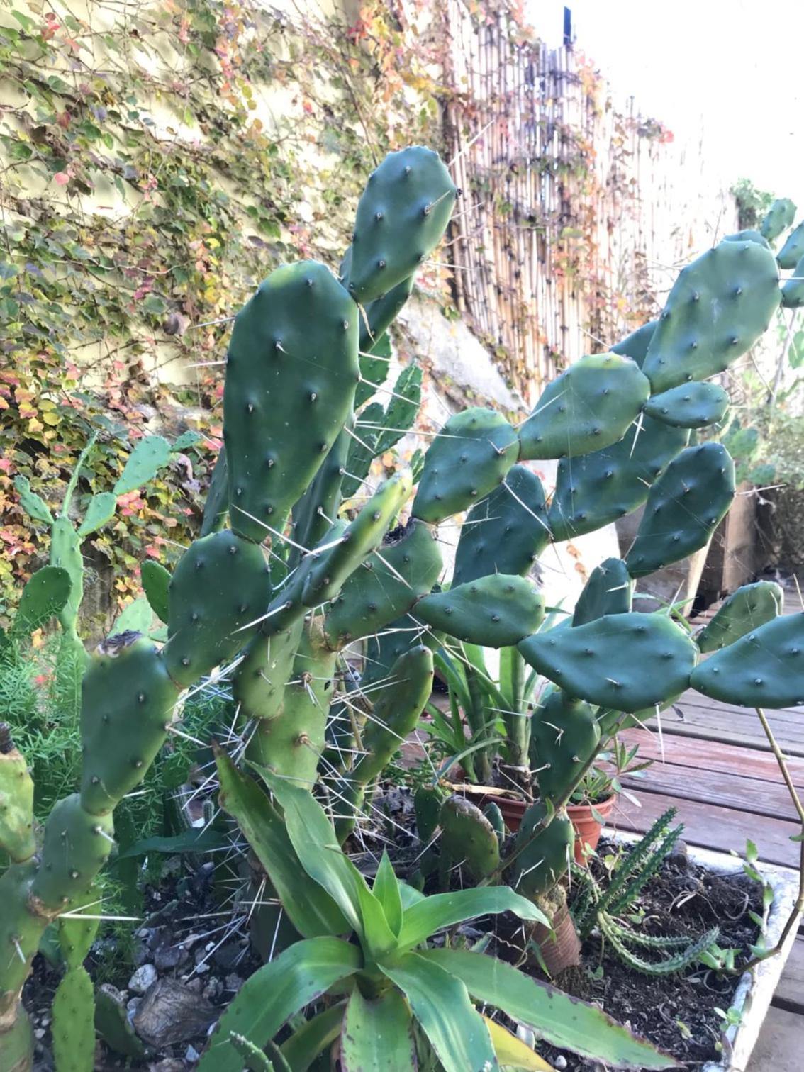 Santa Rosa