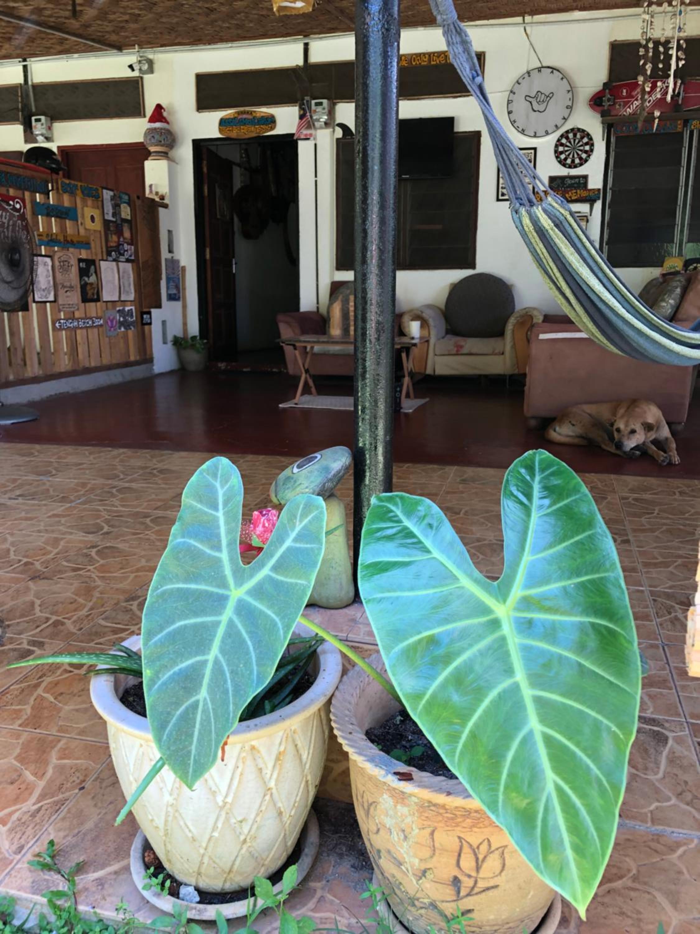 Shaka Garden House Langkawi photo 8