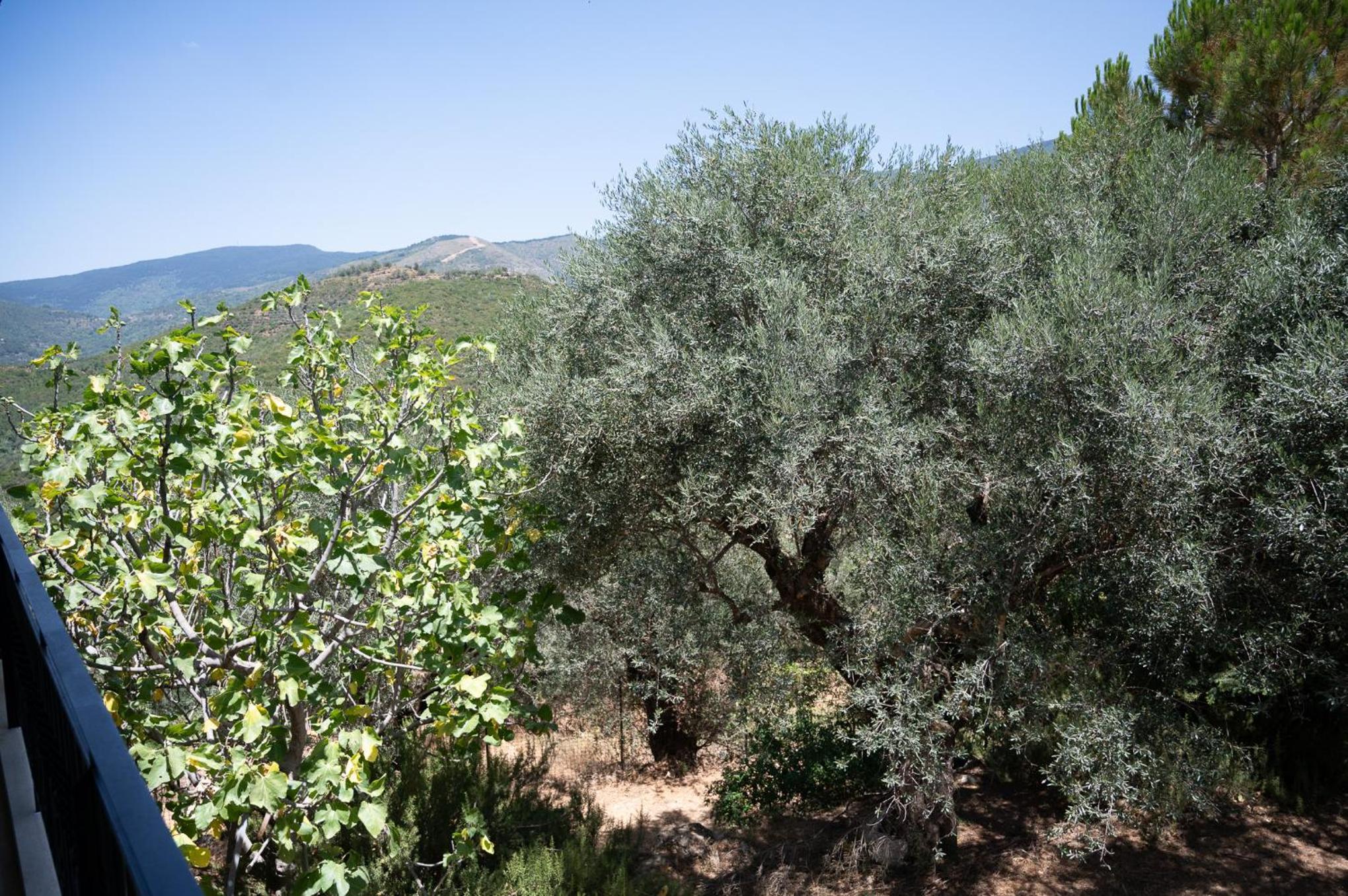 Endless Green, Hidden Gem in the Mountains
