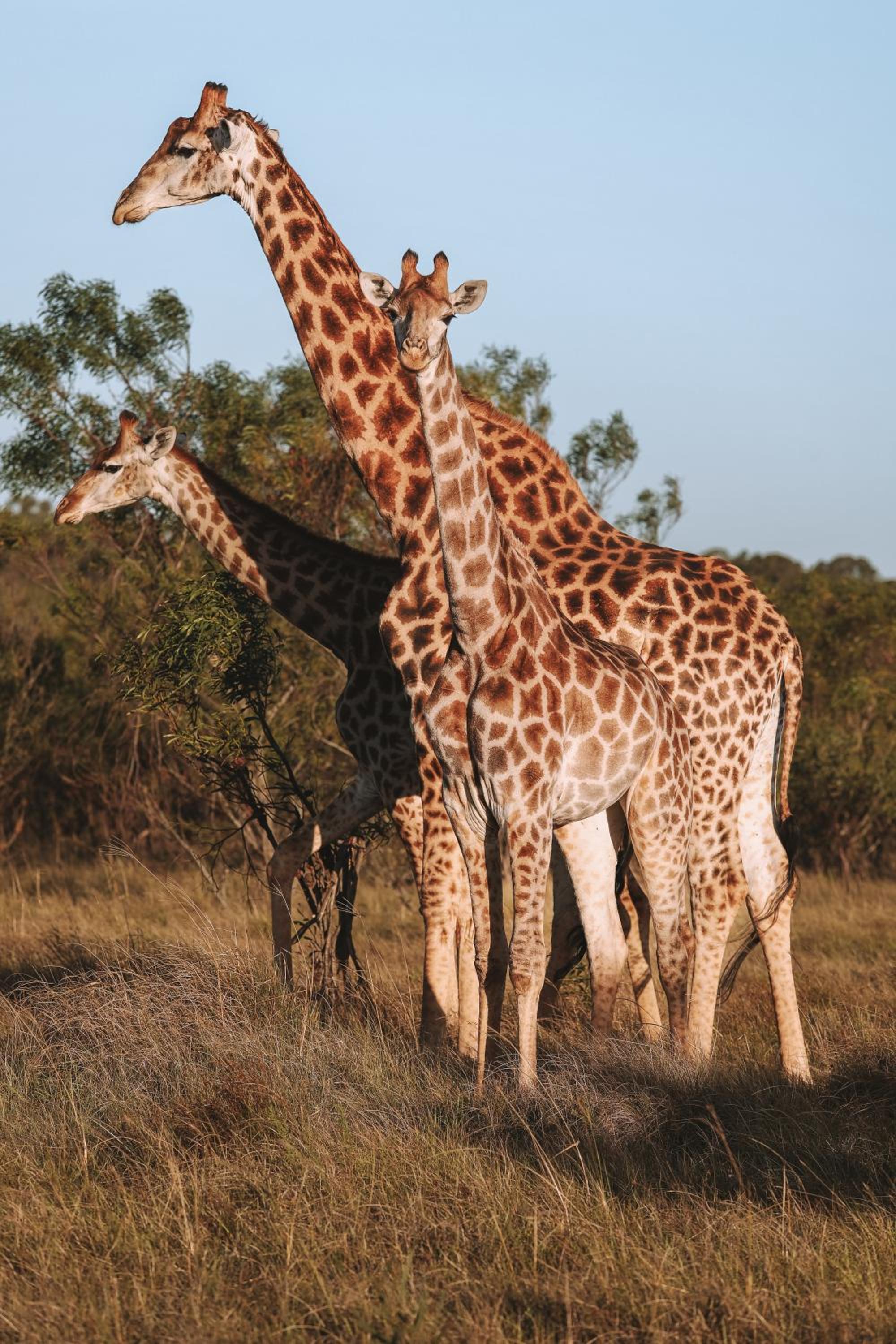 Nyosi Wildlife Reserve