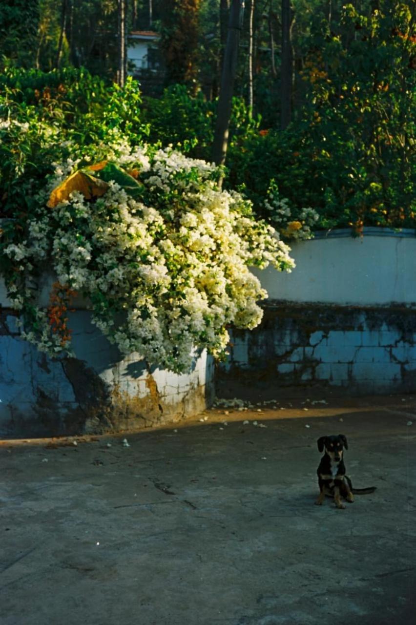 Saaranga homestay